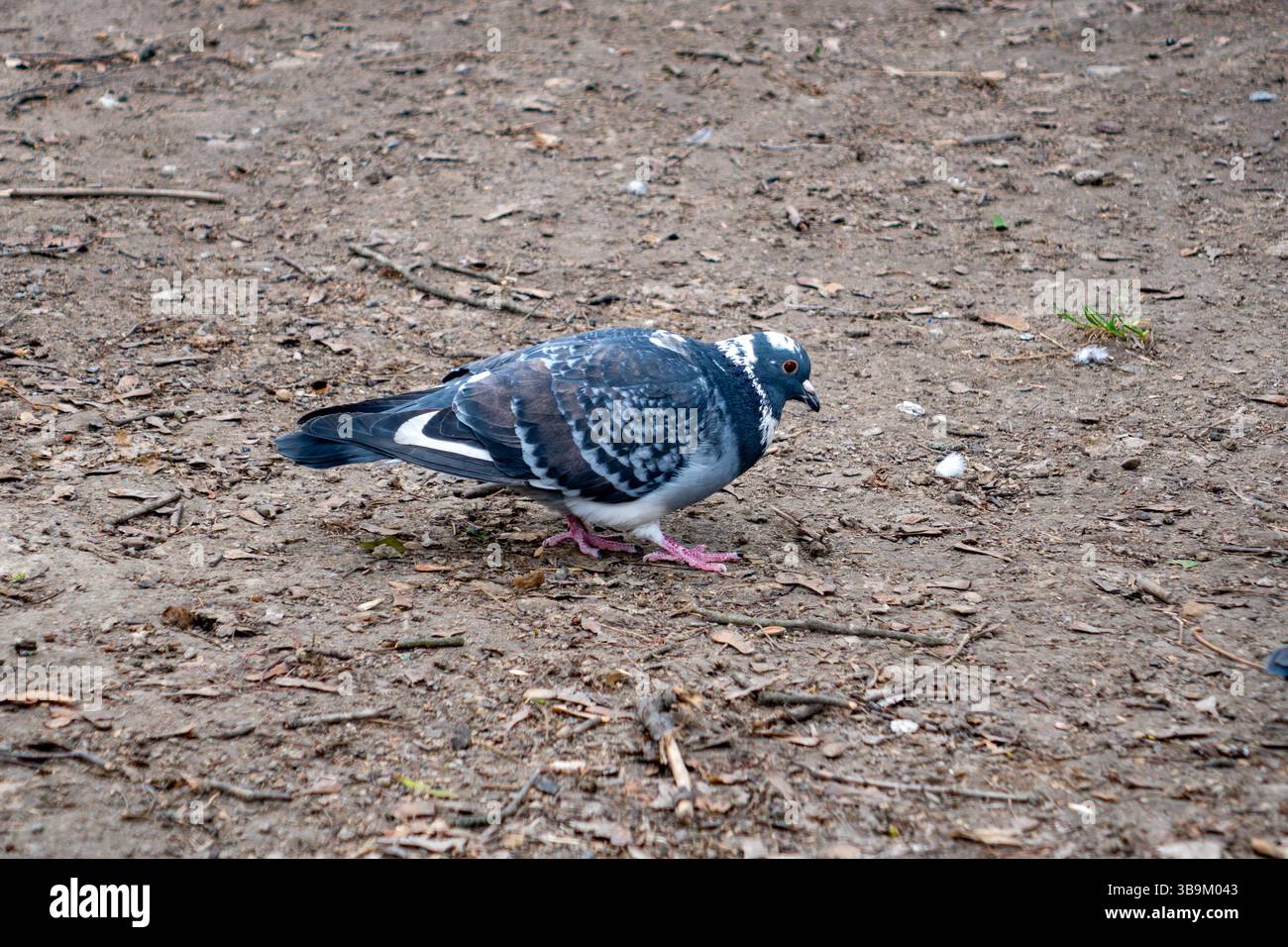 Si vede un piccione picchiare a terra in un parco urbano. L'area circostante è ricoperta di sporcizia e piccoli ramoscelli, suggerendo un ambiente naturale in una Foto Stock
