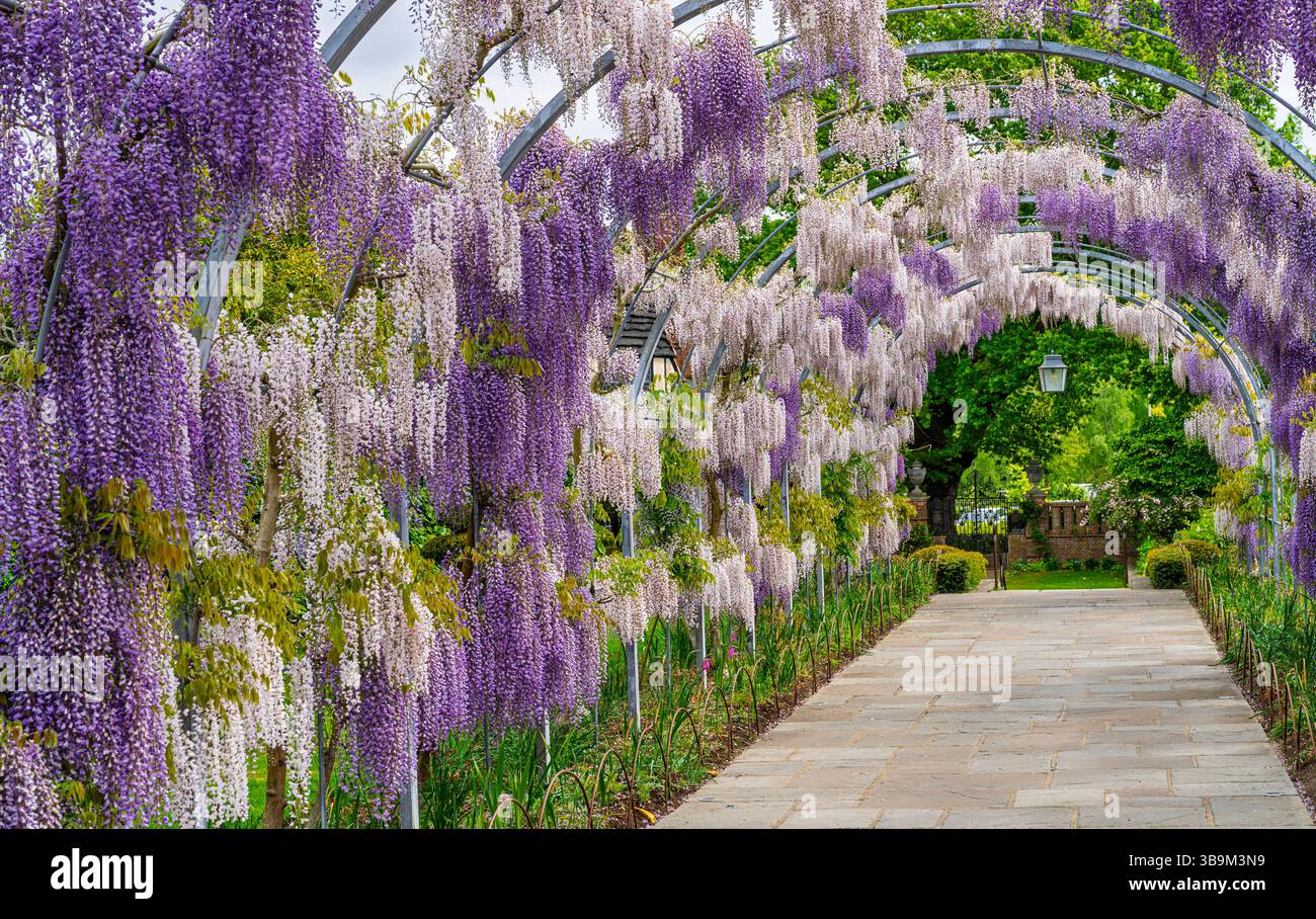 L'arco Wisteria Walk a RHS Garden Wisley, Surrey, nel sud-est dell'Inghilterra, con glicine viola chiaro Kokuryu che fiorisce in piena fioritura in primavera Foto Stock