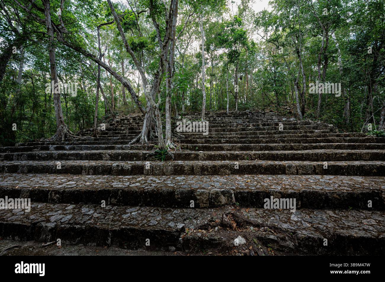 Piramide maya sovrastata nascosta nella giungla di Calakmul, Messico Foto Stock