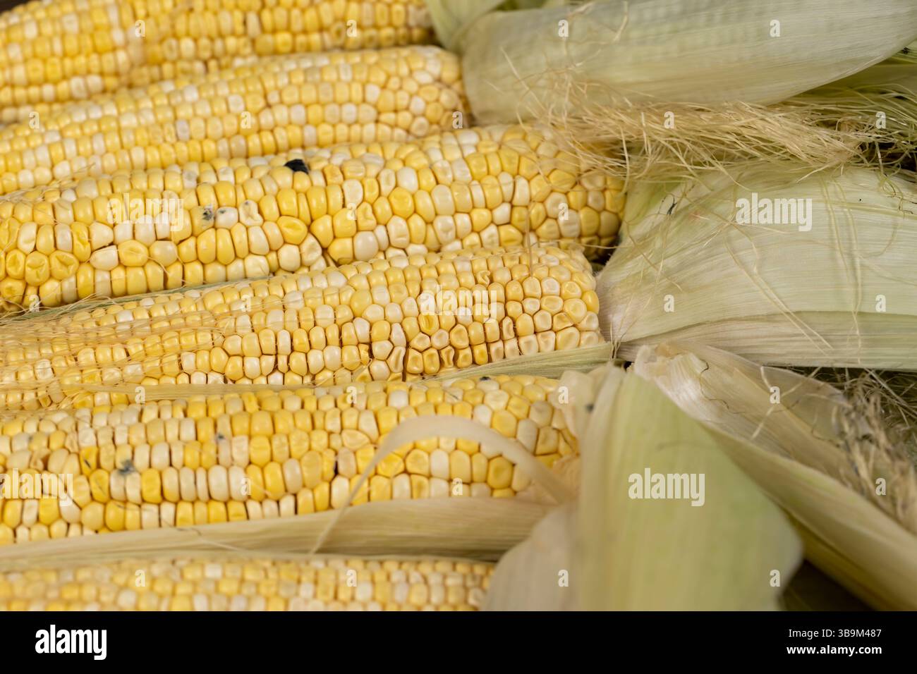 muffa su una pannocchia di mais, pannocchie di mais dolce viziate con grani gialli maturi, violazione delle regole e delle condizioni di conservazione degli alimenti, primo piano Foto Stock
