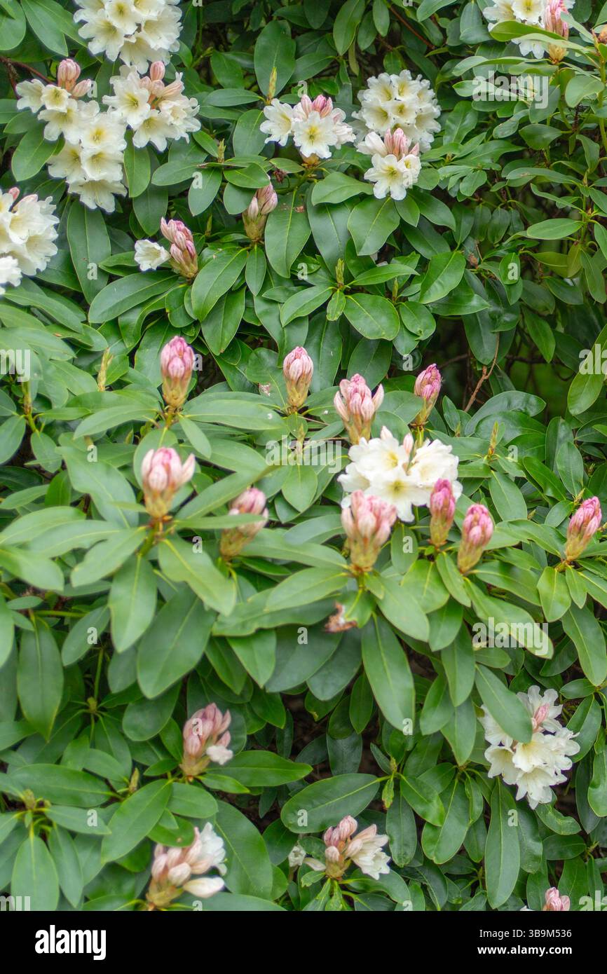Fiori bianchi fioriscono tra gemme rosa in un lussureggiante giardino verde, creando una vibrante dimostrazione della bellezza della natura. Il mix di fogliame e elementi floreali Foto Stock