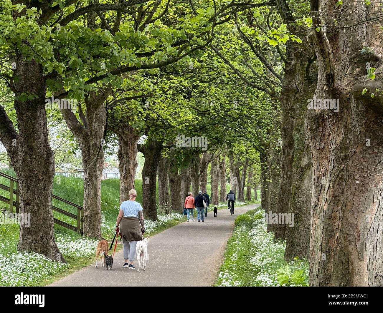 Camminatori di cani lungo il sentiero della Guild Wheel all'Avenham Park nella città di Preston Foto Stock