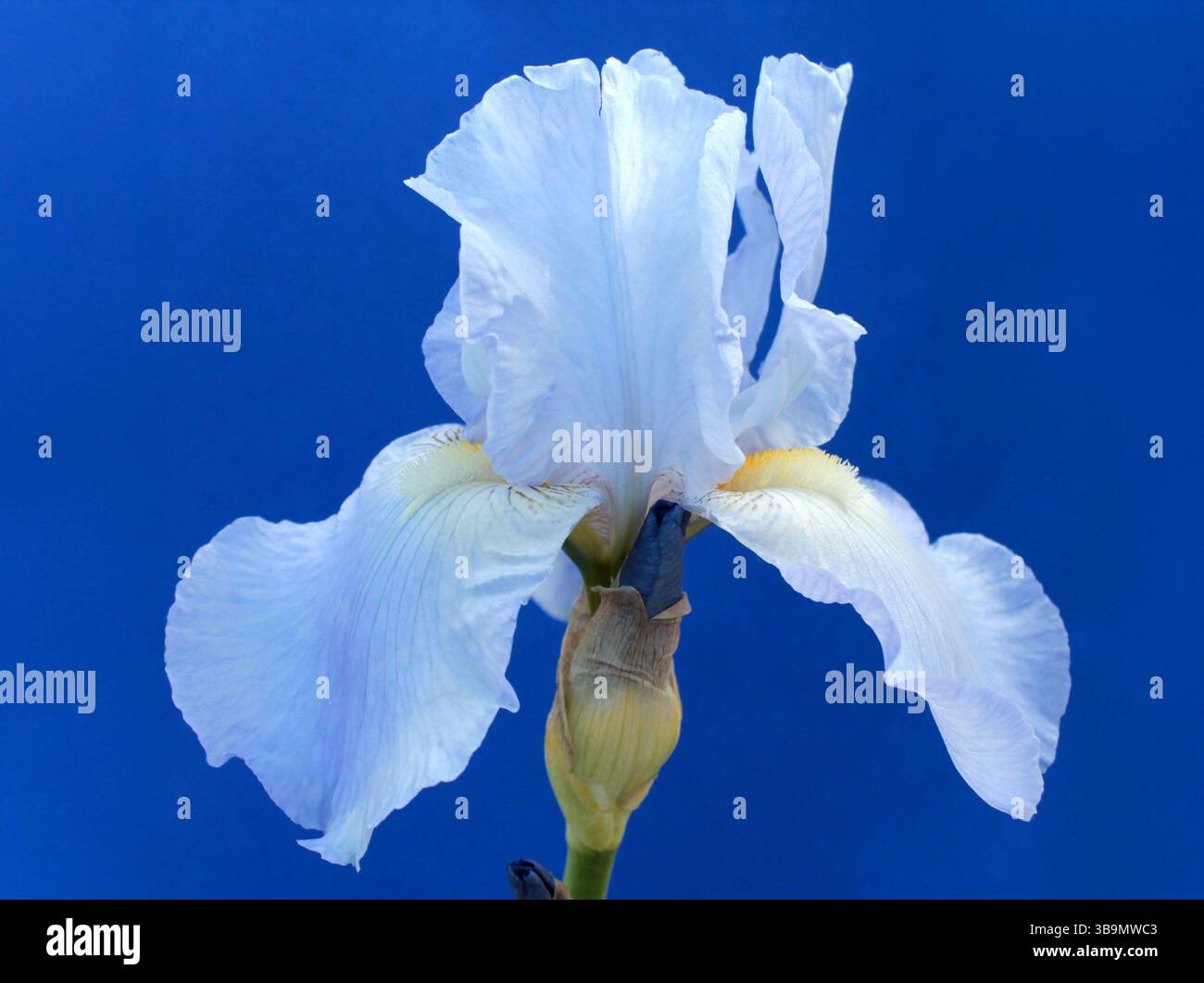 Iris azzurro su sfondo blu scuro Foto Stock