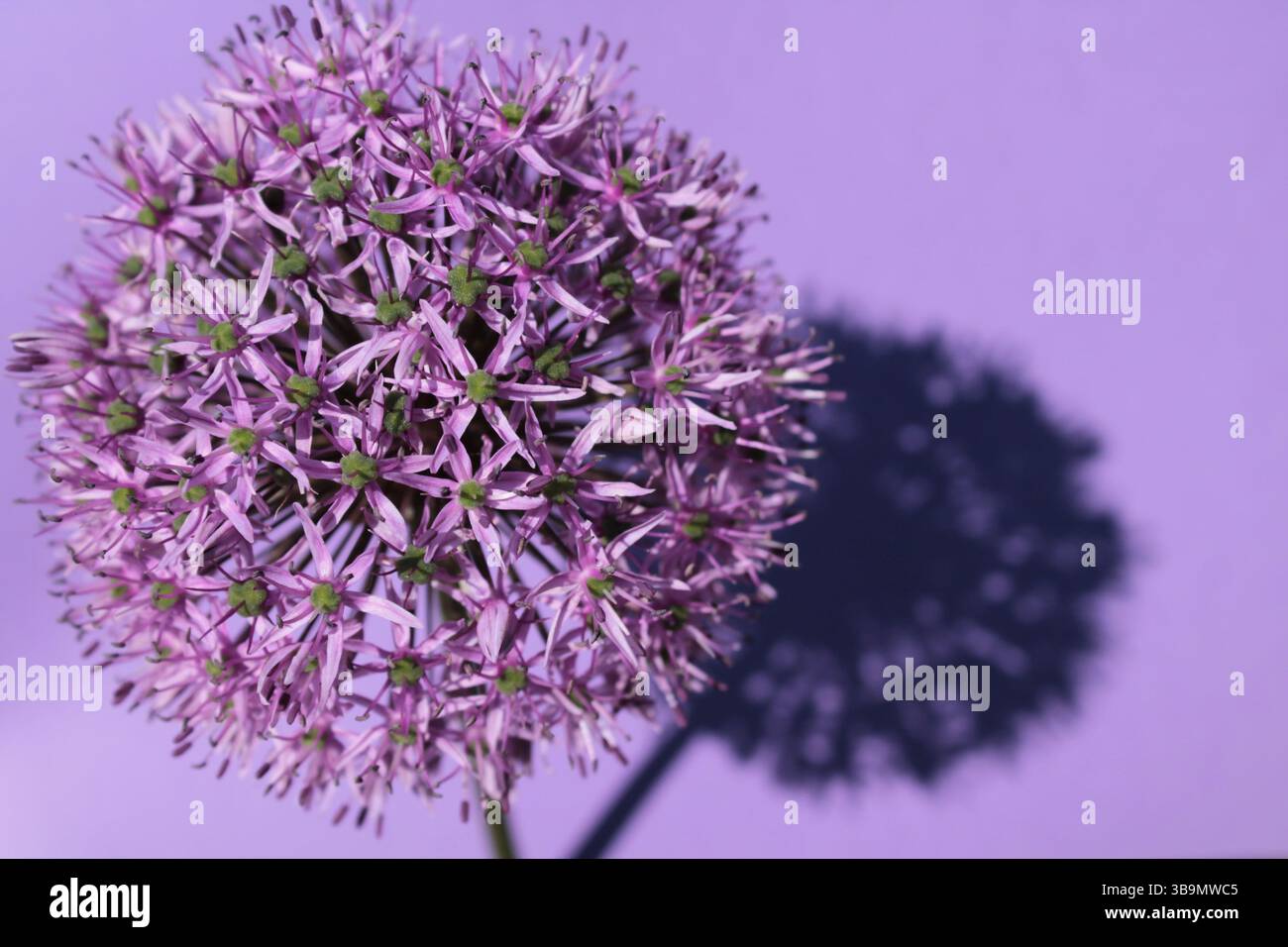 Primo piano Purple Allium su Purple Backround Foto Stock