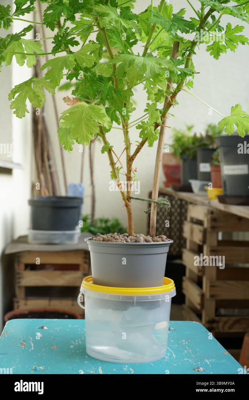 Campione del sistema di irrigazione autonomo di piante in vaso fai da te, utilizzando strisce di tessuto assorbenti dall'umidità imbevute d'acqua. Piante da casa e balconi per il giardinaggio. Foto Stock