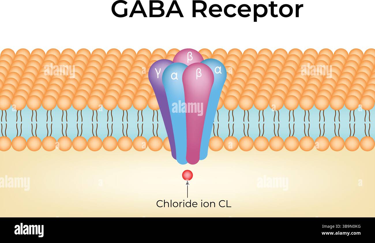 Illustrazione del vettore di progettazione della struttura del recettore GABA e della funzione Illustrazione Vettoriale