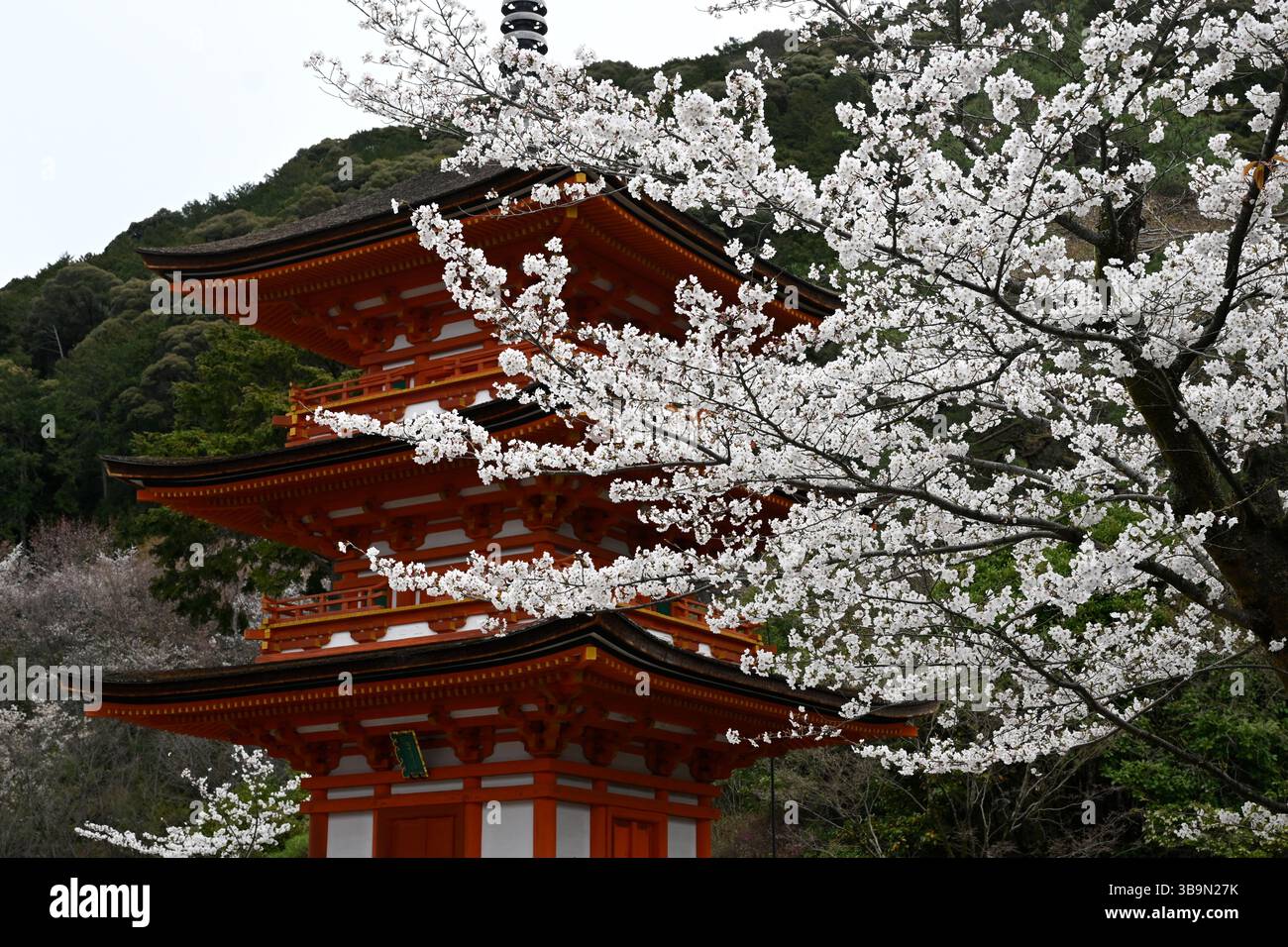 Tempio buddista Kiyomizu-dera e Pagoda a tre piani Sanjunoto con fiori di ciliegio, Kyoto, isola di Honshu, Giappone. Foto Stock