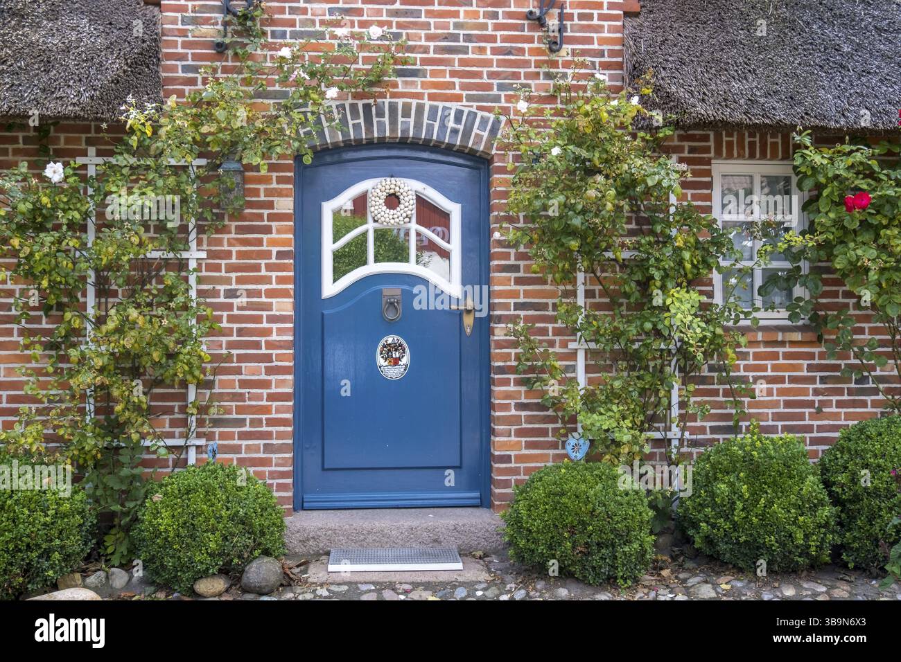 Porta d'ingresso blu incorniciata da rose arrampicate su una facciata in mattoni rossi, casa frisone, Foehr, Frisia settentrionale, Schleswig-Holstein, Germania, Europa Foto Stock