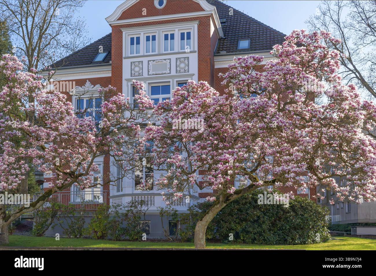 Magnolia fiorita di fronte alla villa a Bueckeburg, Germania Foto Stock