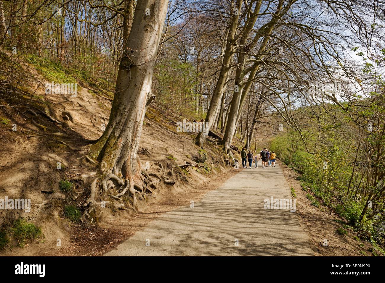 Un gruppo di famiglie in una passeggiata in campagna lungo un viale boscoso su una collina, l'Etherow Country Park, Stockport. Foto Stock