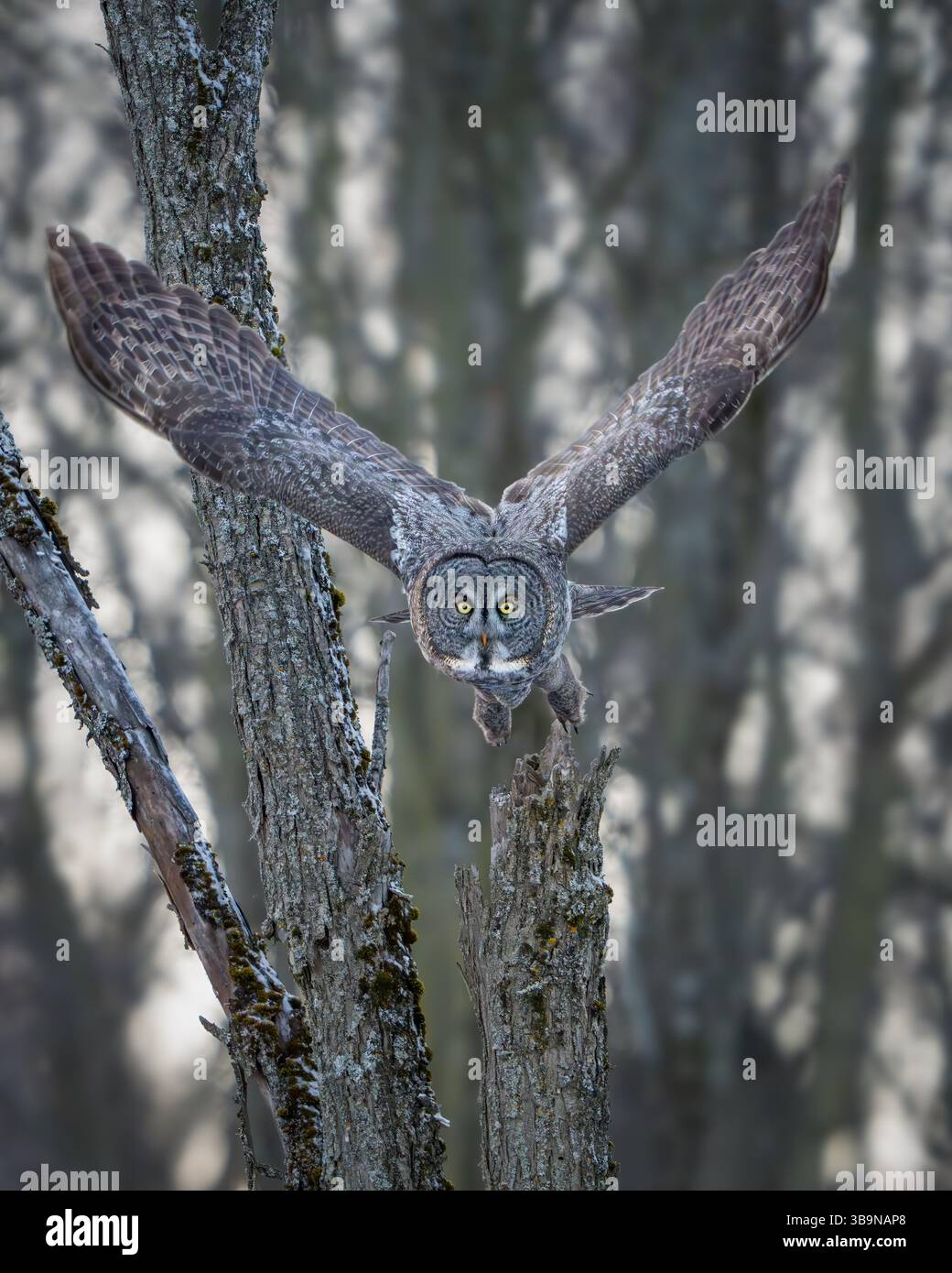 Il grande Gray Owl decolla Foto Stock