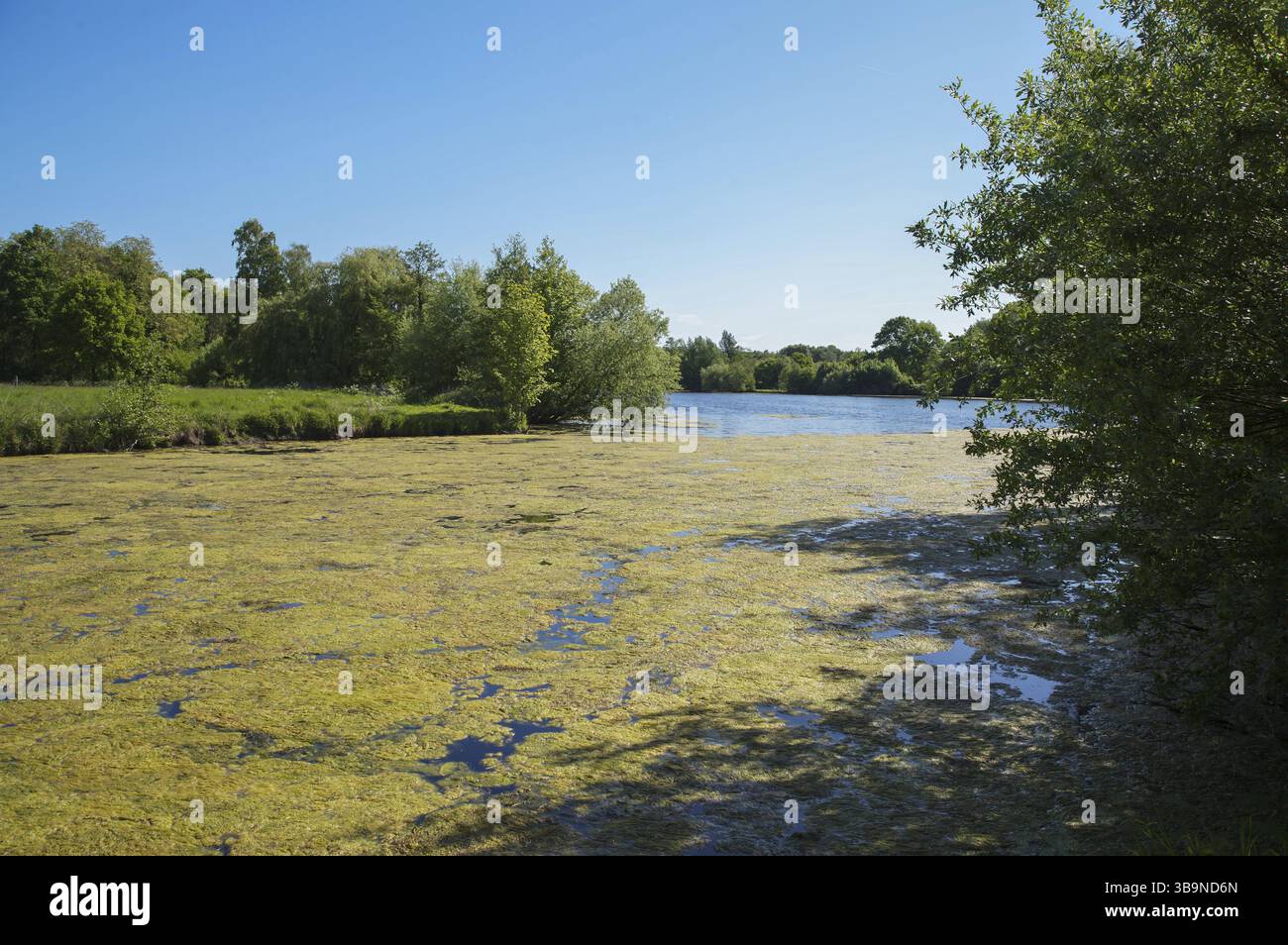 L'erba d'anatra prospera sulla superficie di un lago durante l'estate, creando un paesaggio verde vivace sotto il cielo azzurro Foto Stock