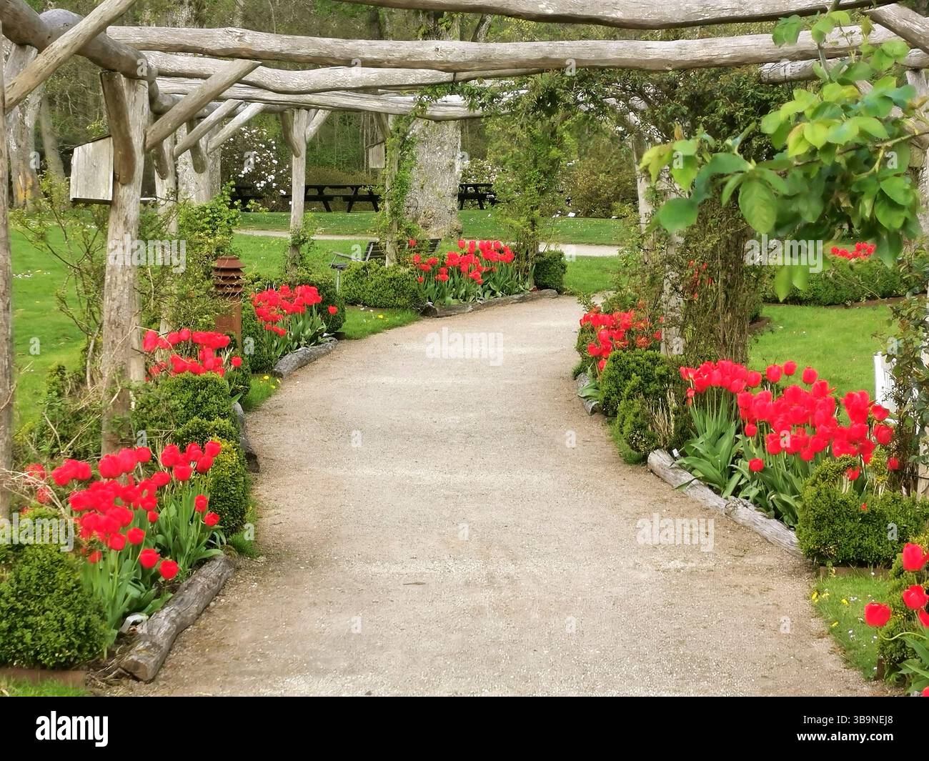Tulipani rossi sotto il portale di legno Foto Stock