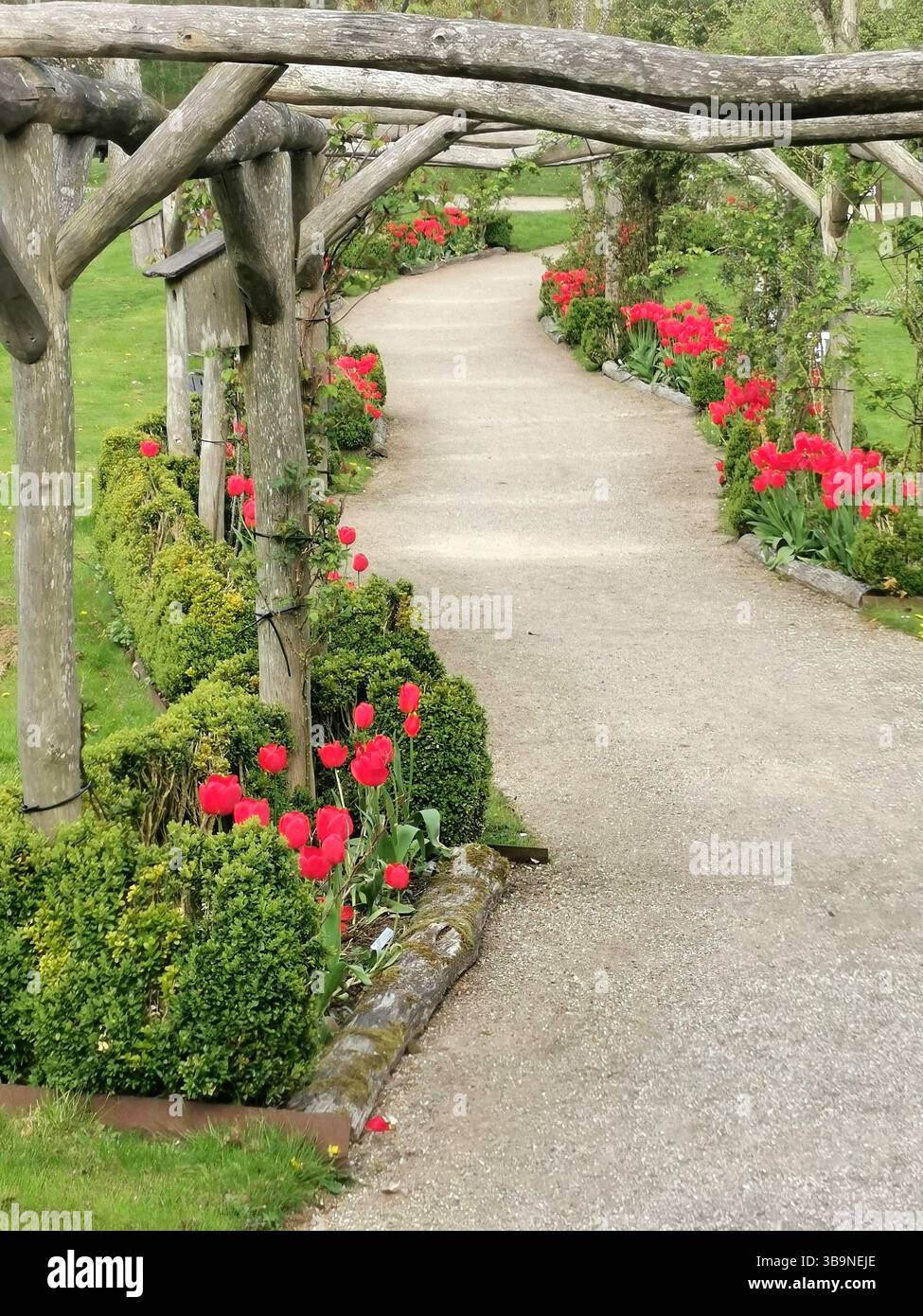 Tulipani rossi sotto il portale di legno Foto Stock