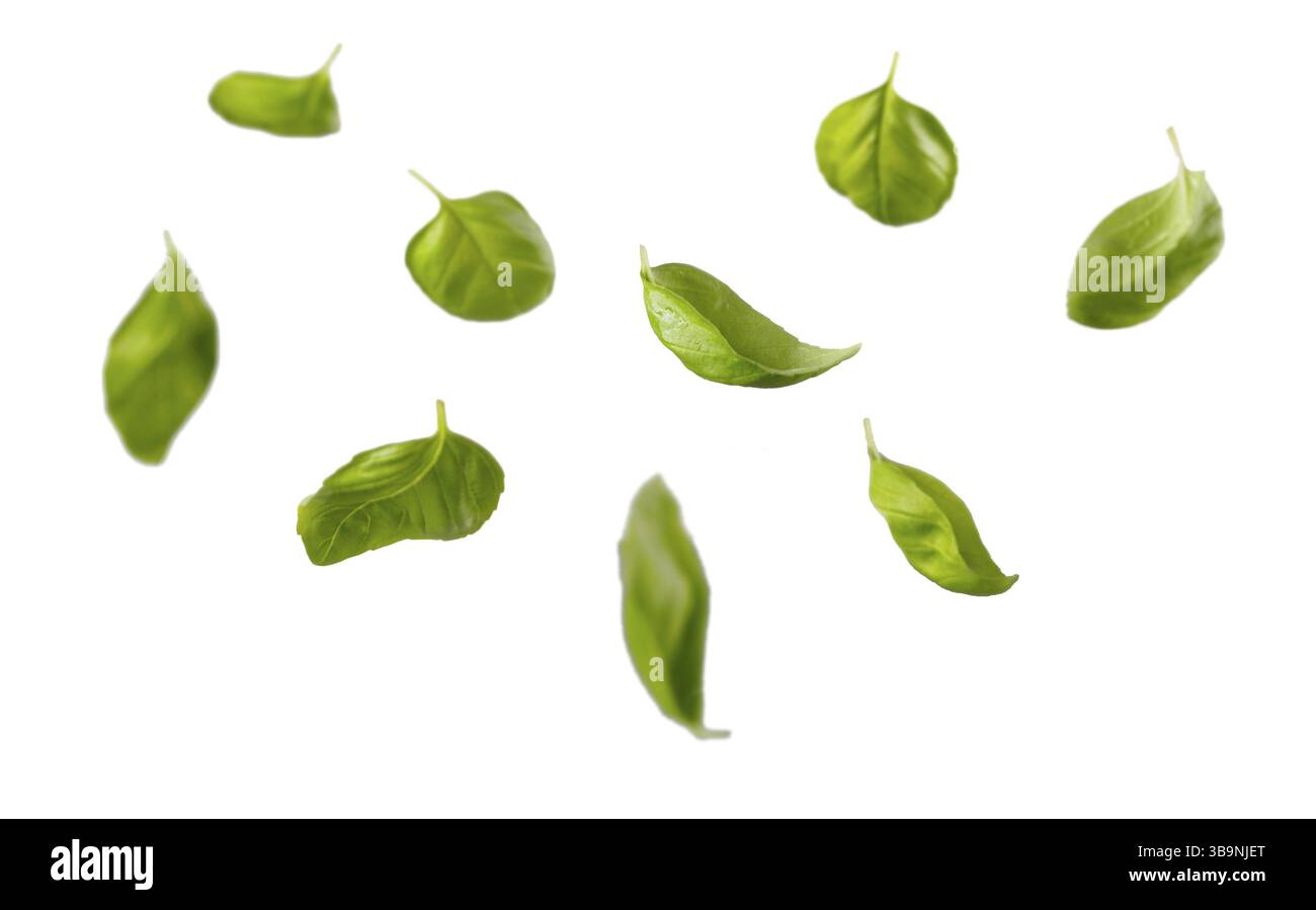 Foglie di basilico verde fresco e ciotola con spinaci su tavolo grigio e sfondo bianco della parete in mattoni. Spinaci volanti. Cucina con pesto e cibo crudo Foto Stock