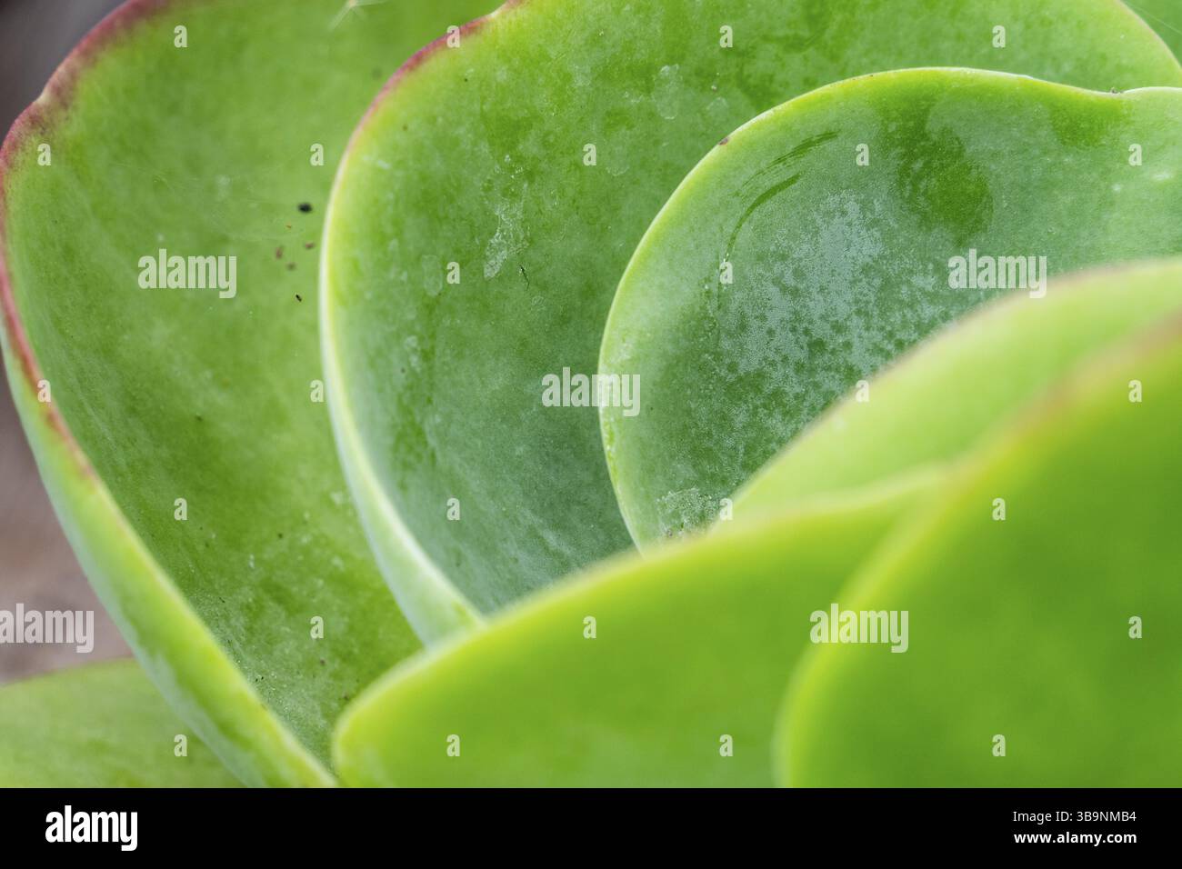 Flapjacks, Kalanchoe spp., thyrsiflora, Maiorca, Spagna, Europa Foto Stock