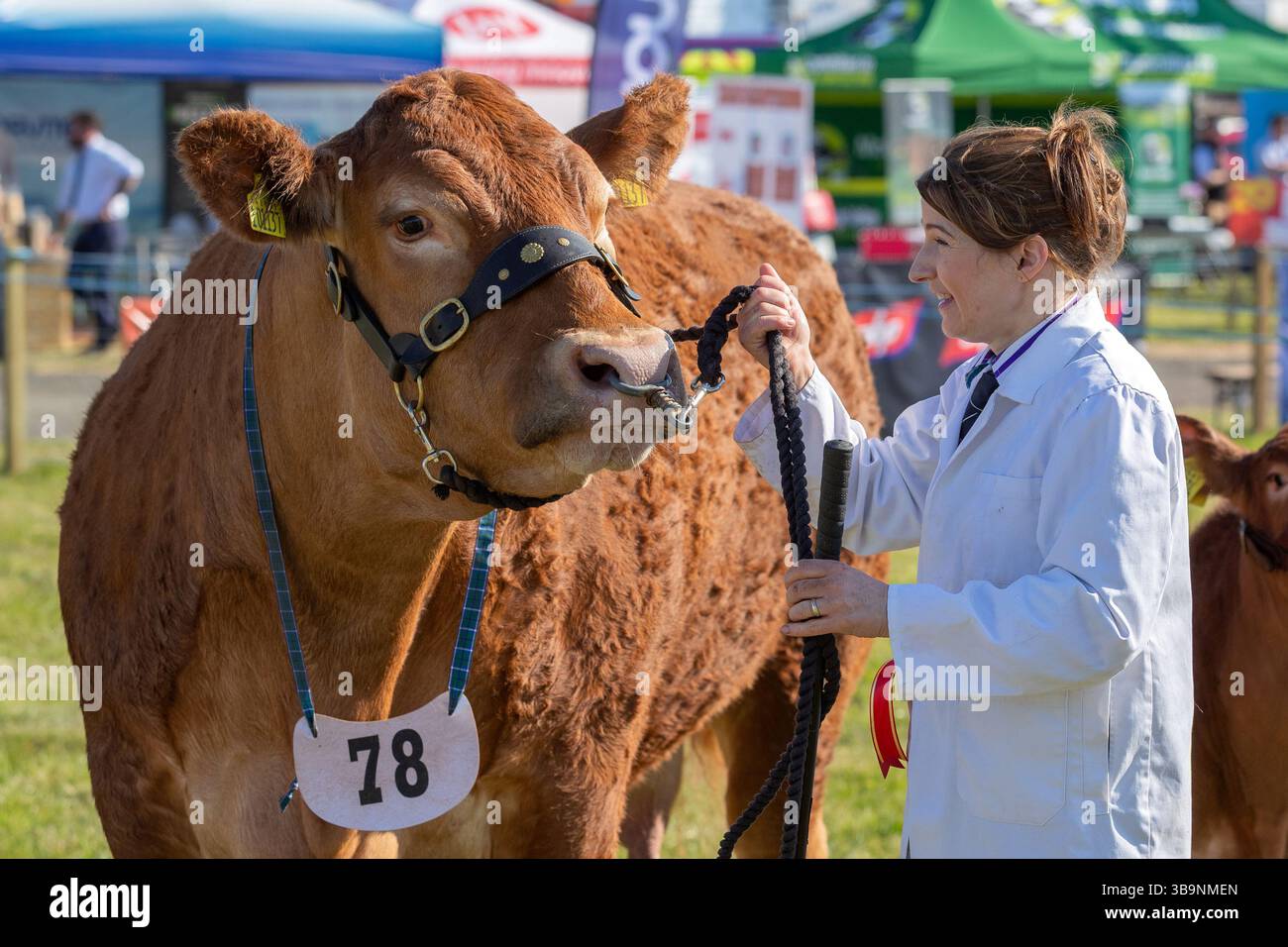 Ayr, Regno Unito. 10 maggio 2025. Migliaia di spettatori, agricoltori, persone interessate alla campagna e membri del pubblico hanno partecipato all'annuale Ayr Country Show, tenutosi all'interno dell'ippodromo di Ayr. L'evento, uno dei più grandi e frequentati in Scozia, ha tenuto spettacoli di giudice per bestiame e pecore, salto ostacoli e le popolari competizioni di tiro alla fune all'interno dei Young Farmers Clubs. Immagine di una donna con il suo toro pluripremiato. Crediti: Findlay/Alamy Live News Foto Stock