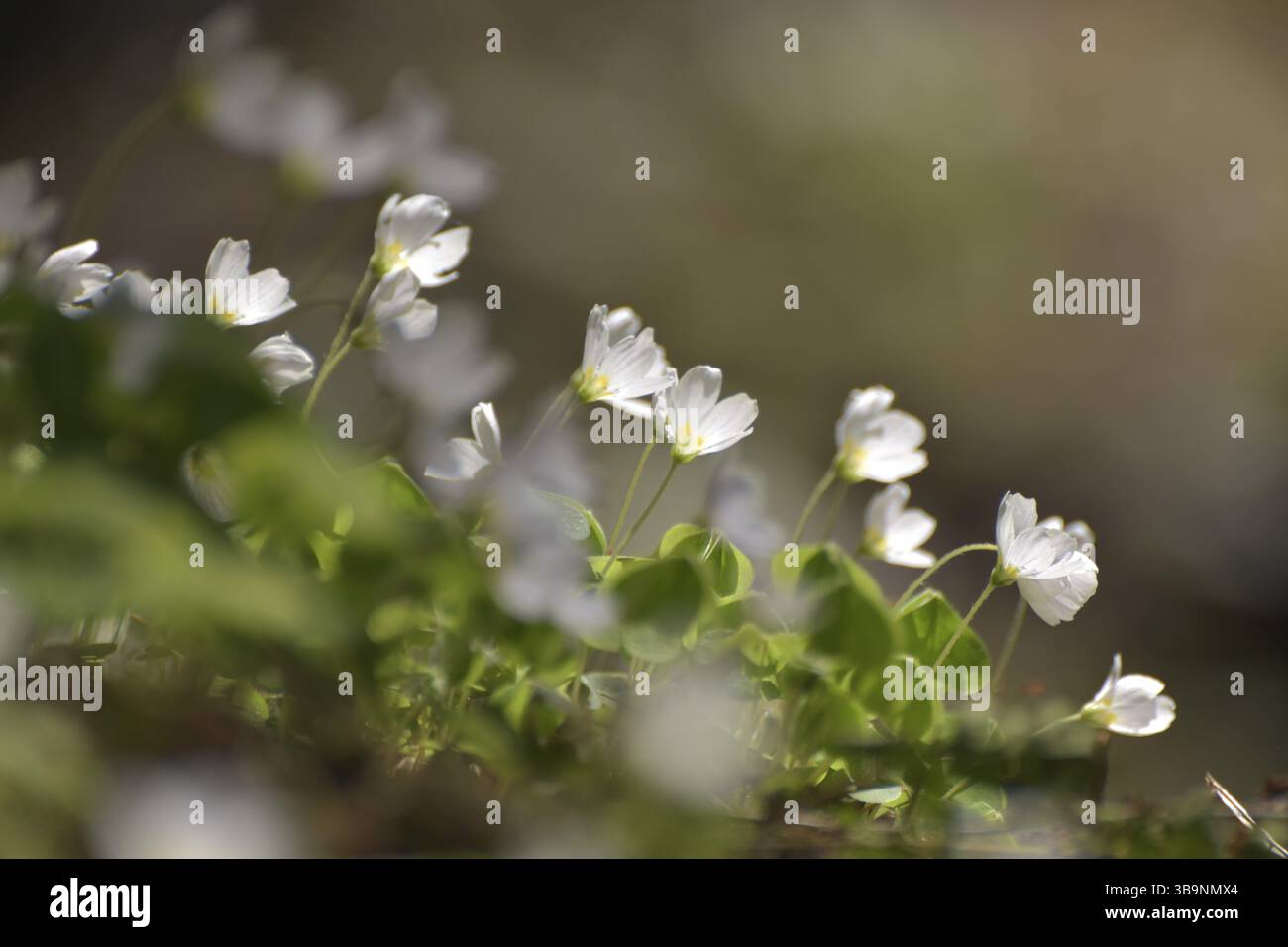 L'olio di legno (Oxalis) è in fiore nella foresta presso il torrente Flachsbach vicino a Katzenloch nel Parco Nazionale Hunsrueck-Hochwald, Renania-Palatinato, GE Foto Stock