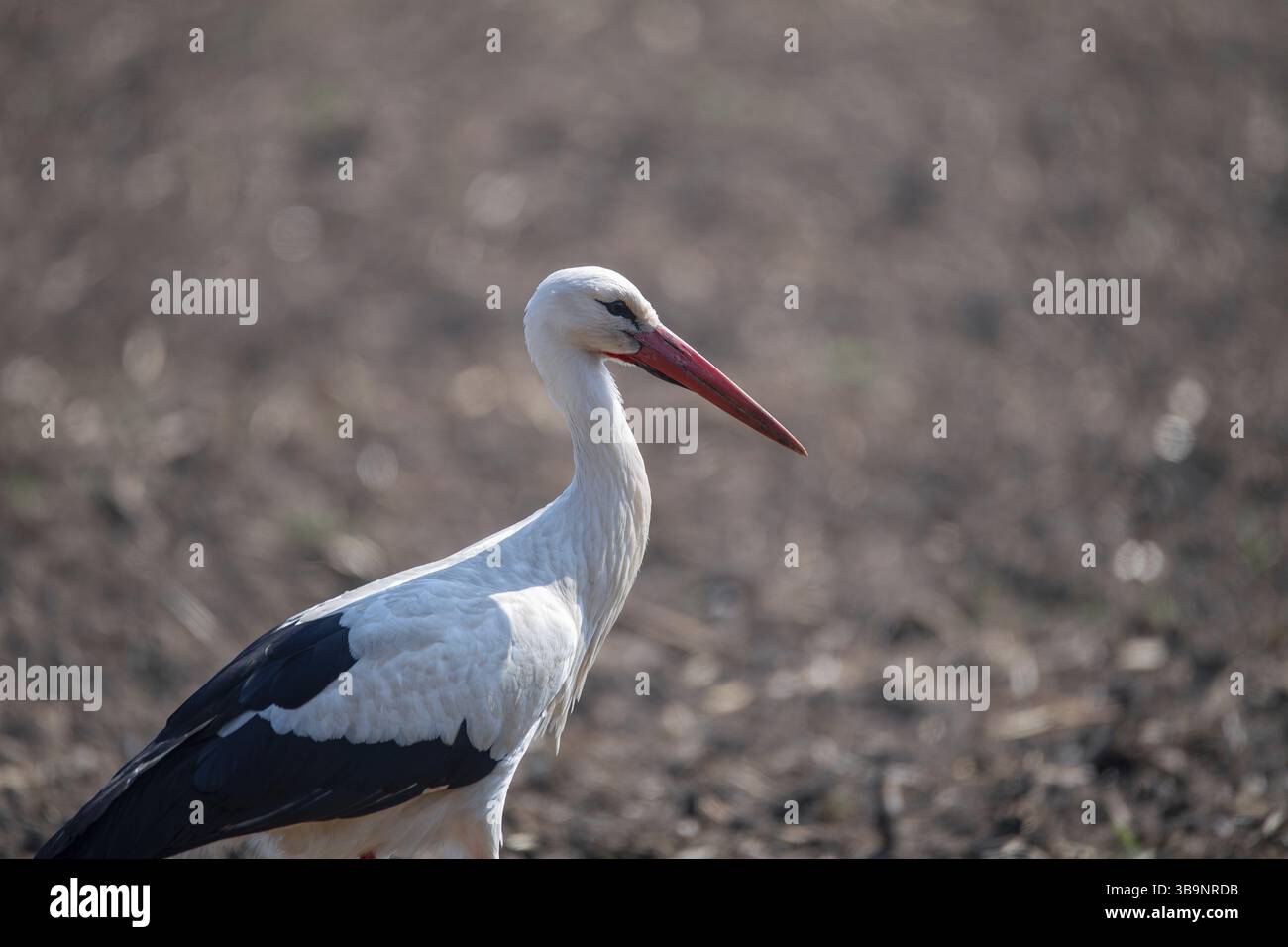 Cicogna bianca (Ciconia ciconia), foraggiata in un campo, bassa Sassonia, Germania, Europa Foto Stock