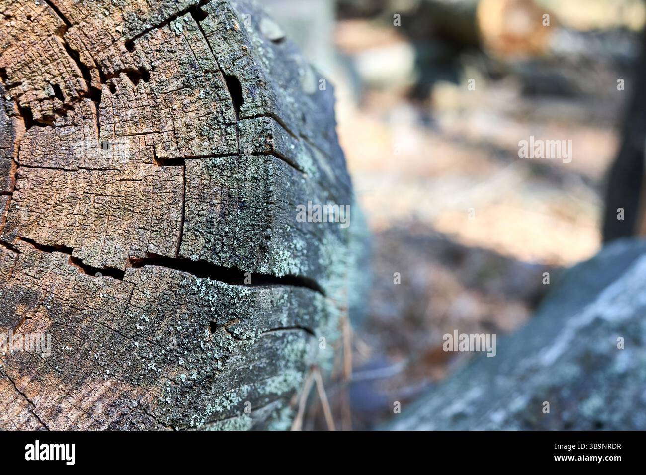 Anelli di alberi struttura in legno vecchio tempo con la sezione trasversale del tronco tagliato su sfondo soleggiato della foresta fuori fuoco Foto Stock