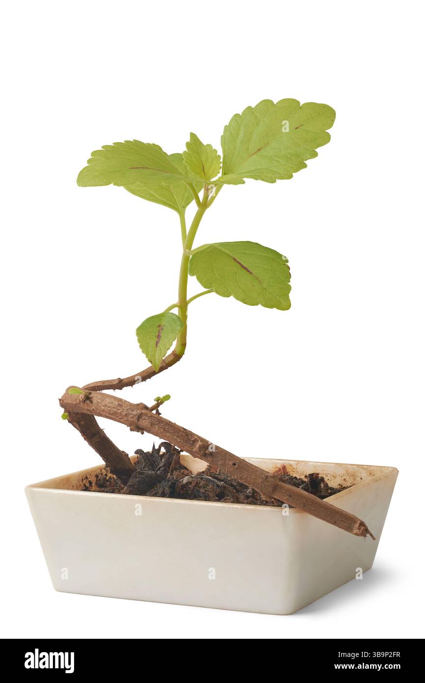 primo piano di piante di coleus che crescono in vaso di plastica sfondo bianco isolato, pianta ornamentale verde lime con foglie vivaci per motivi decorativi Foto Stock