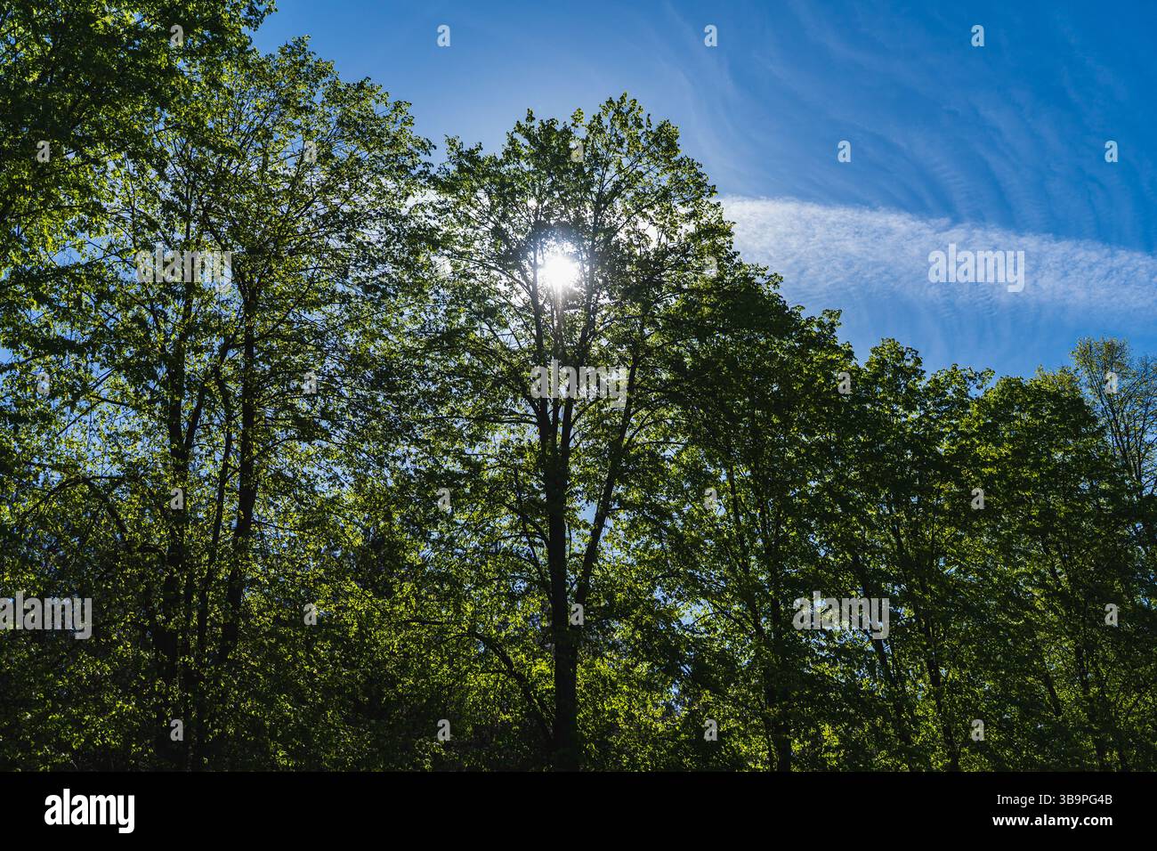 Il sole nascosto dietro un albero pieno di foglie verdi all'inizio della primavera Foto Stock