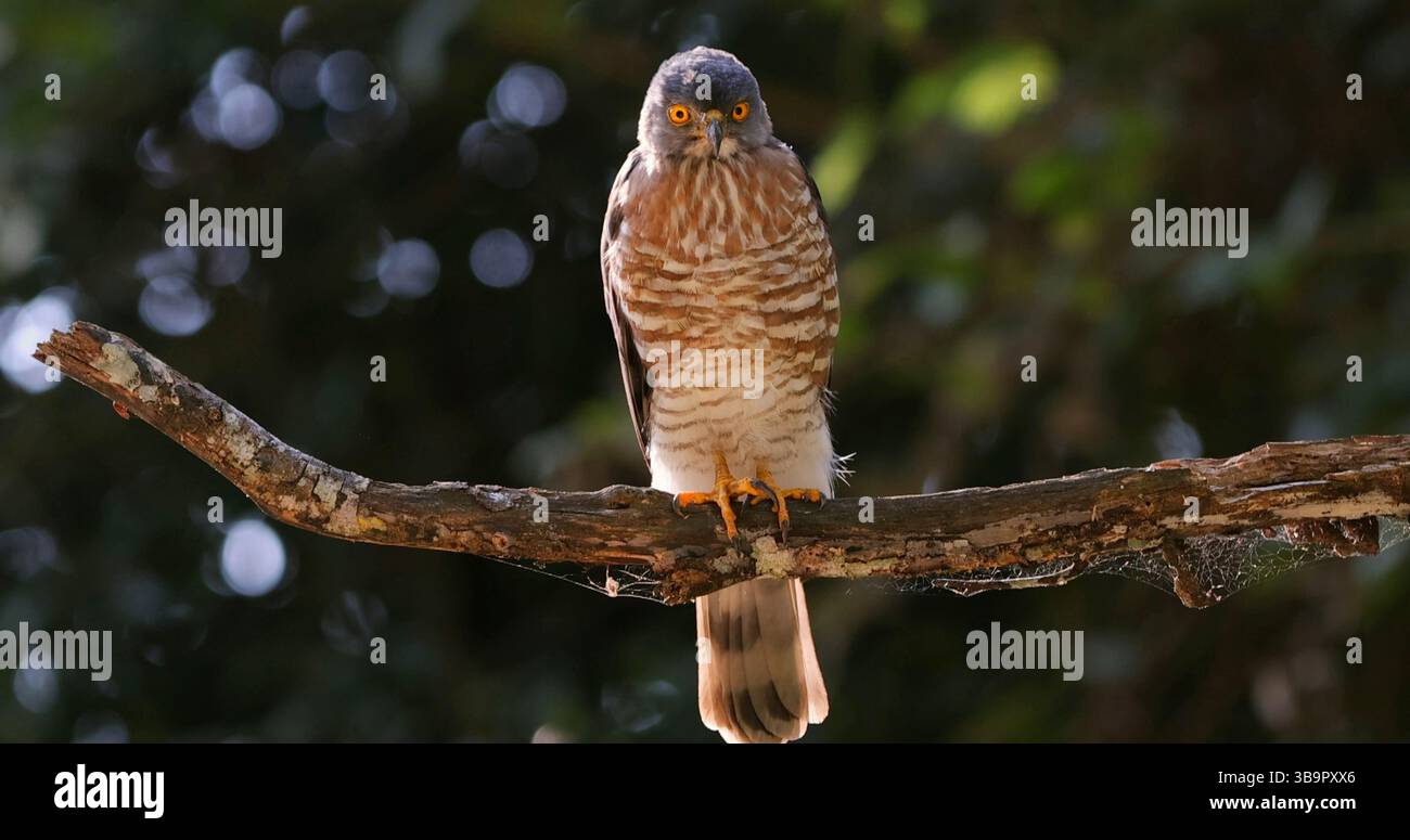 goshawk crestato (Lophospiza trivirgata) appoggiato su un ramo, potente Foto Stock