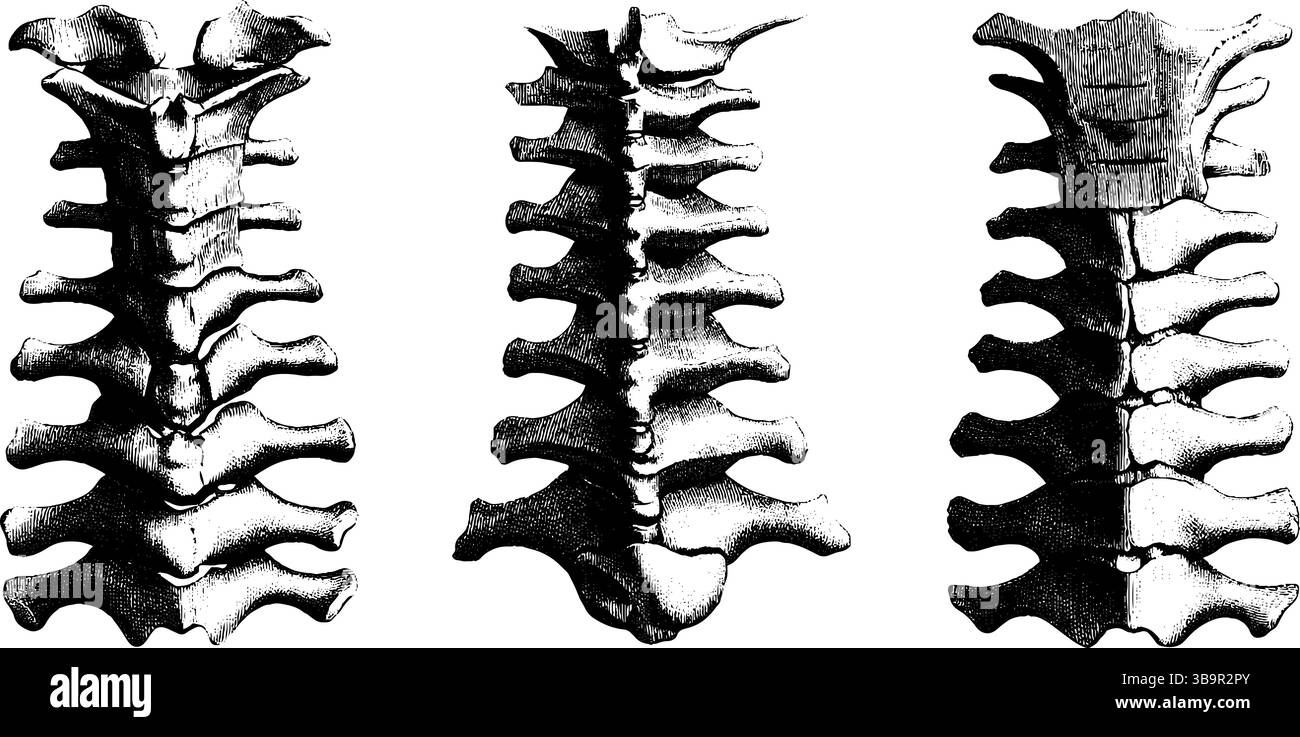 Serie di illustrazioni dettagliate incise di vertebre che mostrano l'anatomia della colonna vertebrale umana per uso didattico. Illustrazione Vettoriale