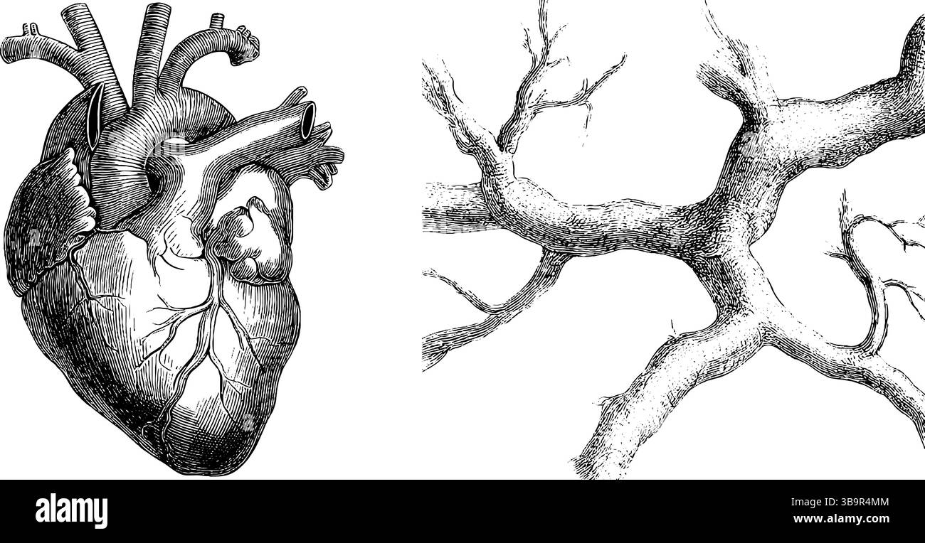 Illustrazione dettagliata incisa del cuore umano e dei vasi sanguigni per uso medico. Illustrazione Vettoriale