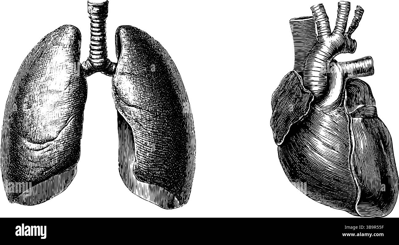 Illustrazione medica d'epoca della gabbia toracica e dei polmoni umani con un'incisione dettagliata. Illustrazione Vettoriale