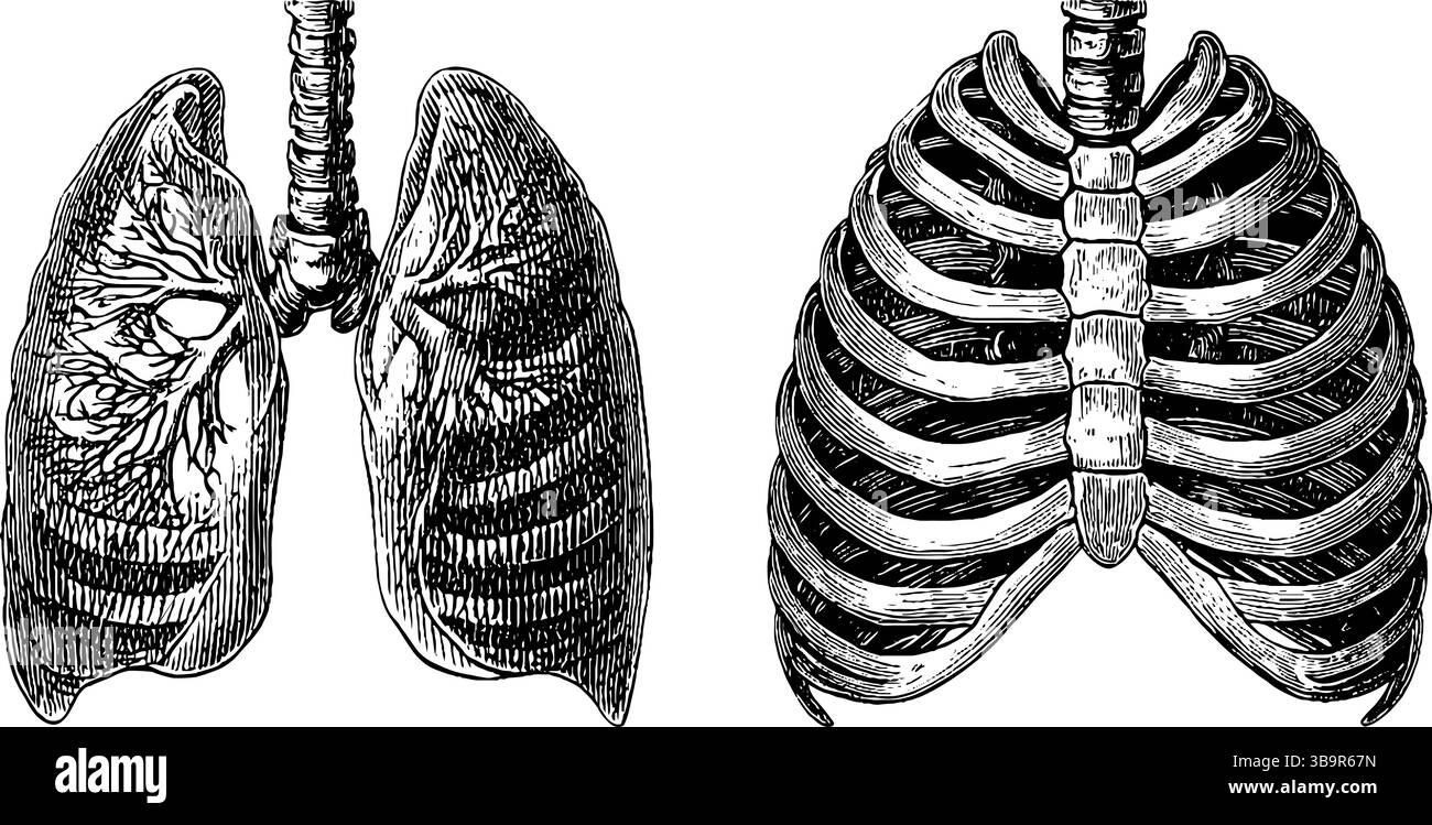 Illustrazioni dettagliate incise di polmoni anatomici del bambino umano e gabbia toracica per scopi didattici. Illustrazione Vettoriale