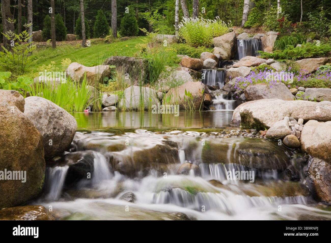 Cascata artificiale e laghetto con ninfeo rosa "Mayla" - Waterlily, Typha latifolia - Cattail comuni, Typha minima - Cattail nani. Foto Stock
