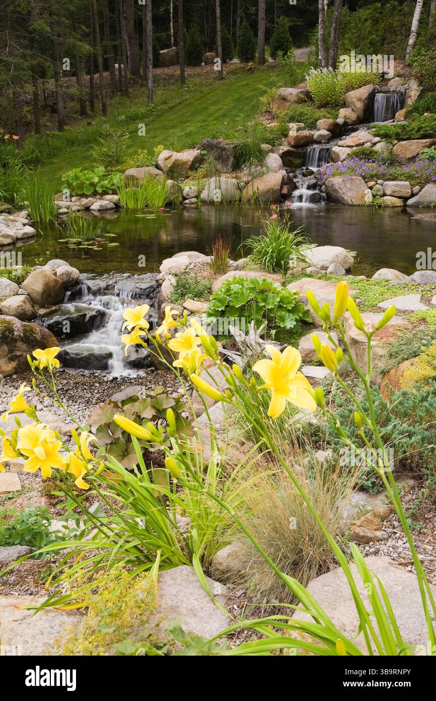 Giallo Hemerocallis - fiori gialli, cascate artificiali e laghetto con Typha latifolia - coda comune, Typha minima - coda nana. Foto Stock