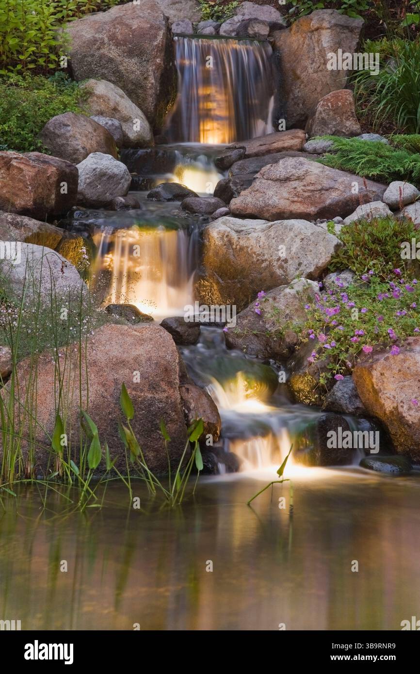 Cascata artificiale illuminata e laghetto con Typha minima - coda nana, Pontederia cordata - erba di Pickerel delimitata dal geranio viola. Foto Stock