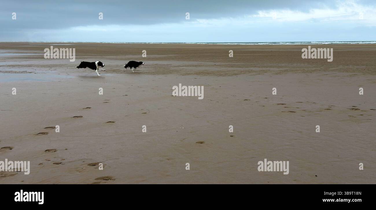 Cani che corrono e giocano sulla spiaggia Foto Stock