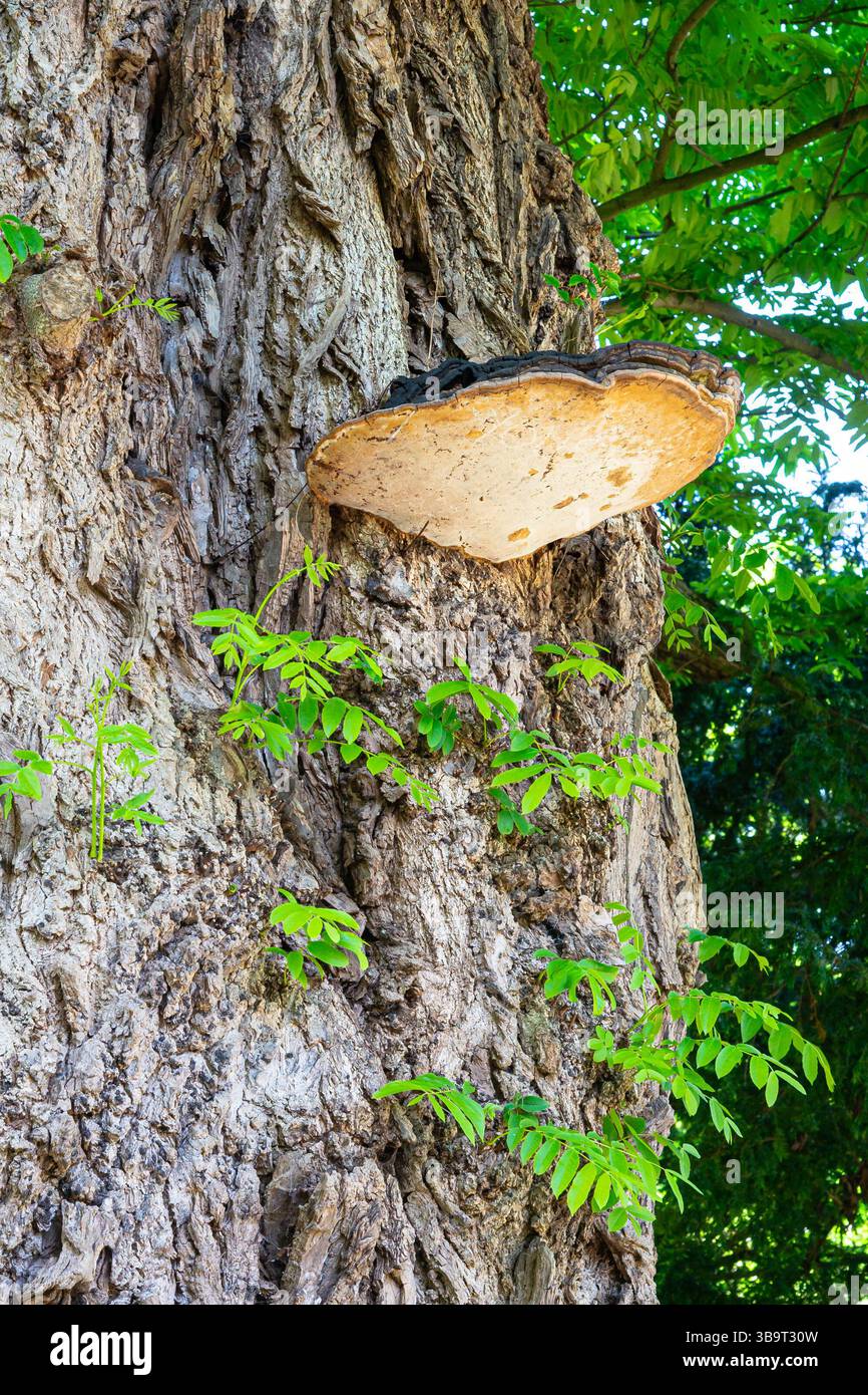 Immagine fiabesca di un grande fungo da scaffale che cresce sul tronco di un albero Foto Stock