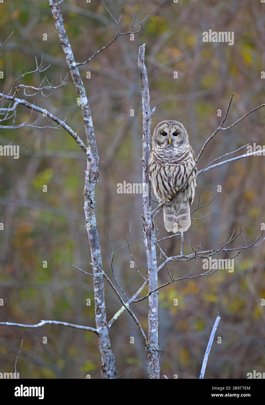 Gufo barrato (Strix varia). Acadia National Park, Maine, Stati Uniti. Foto Stock