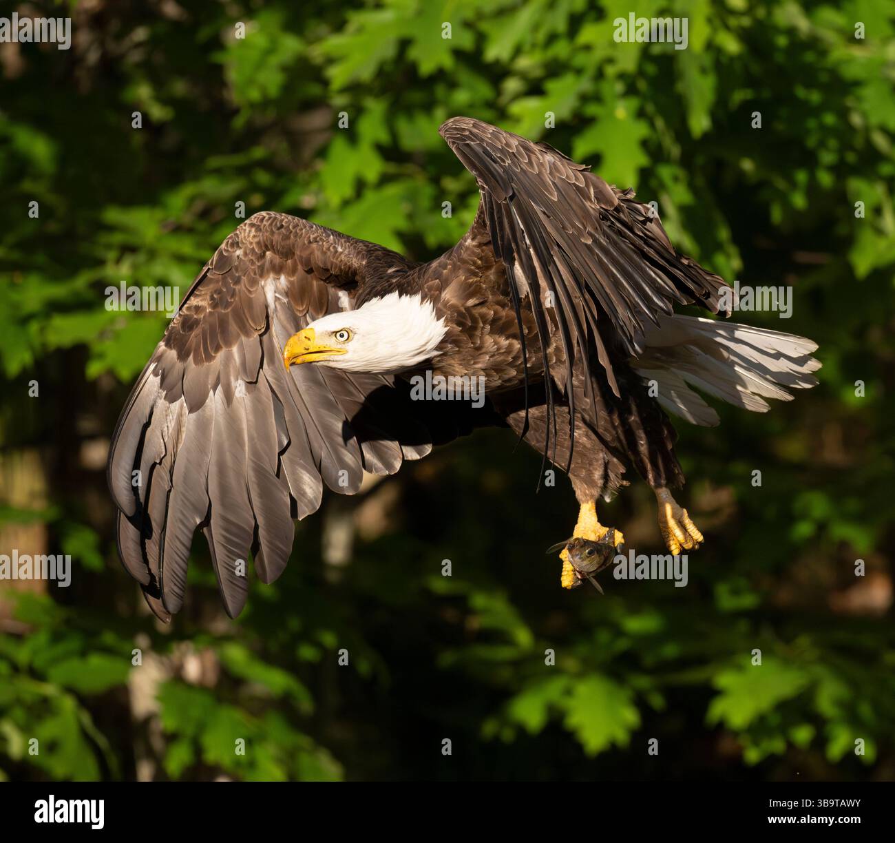 Aquila calva (Haliaeetus leucocephalus) con preda, una sfortunata Alewife (Alosa pseudoharengus). Somes Sound vicino all'Acadia National Park, Maine, Stati Uniti. Orecchio Foto Stock