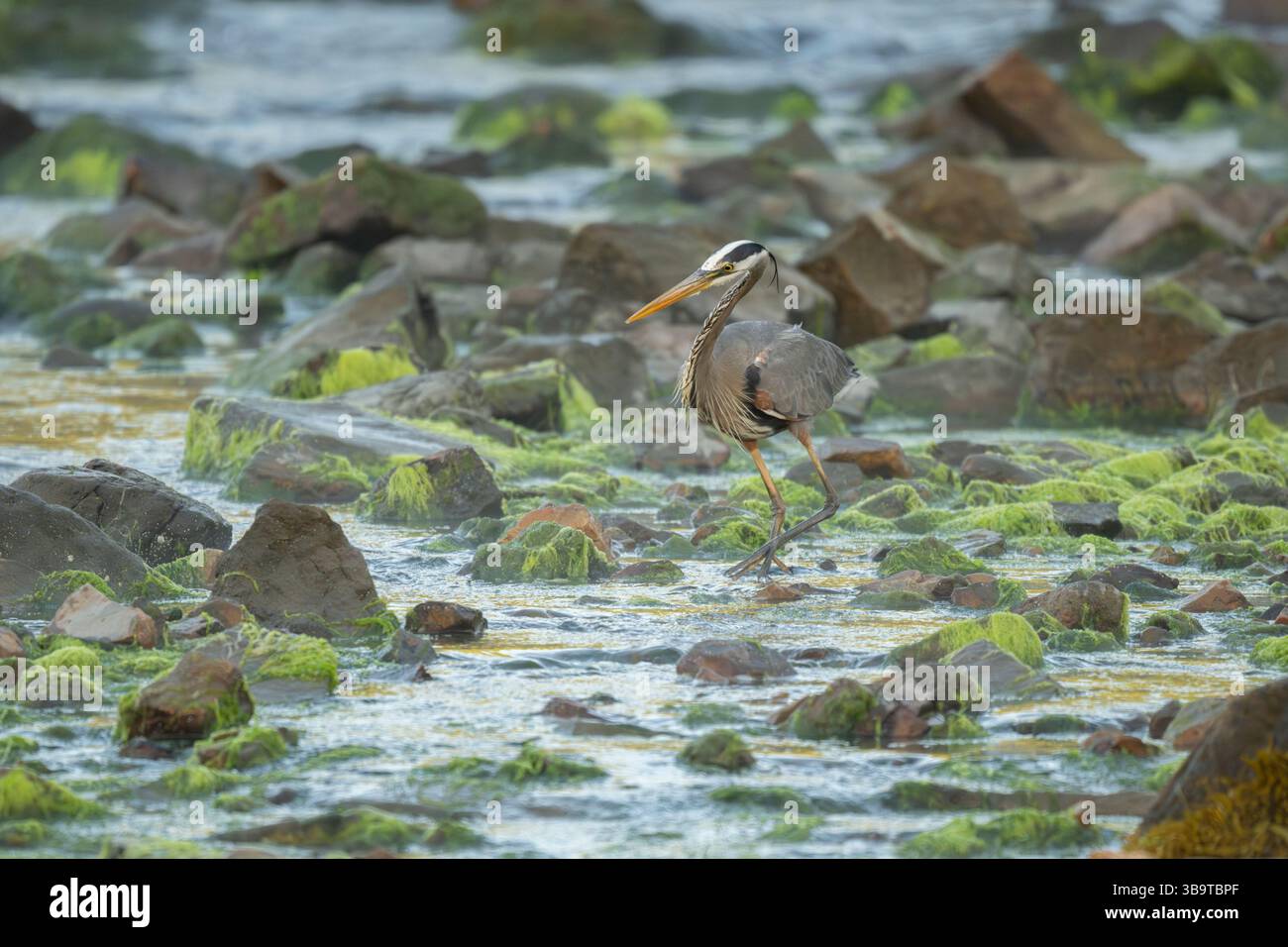 Grande Erone Blu (Ardea herodias) che pesca per Alewife (Alosa pseudoharengus). Somes Sound vicino all'Acadia National Park, Maine, Stati Uniti. Fine maggio. Foto Stock
