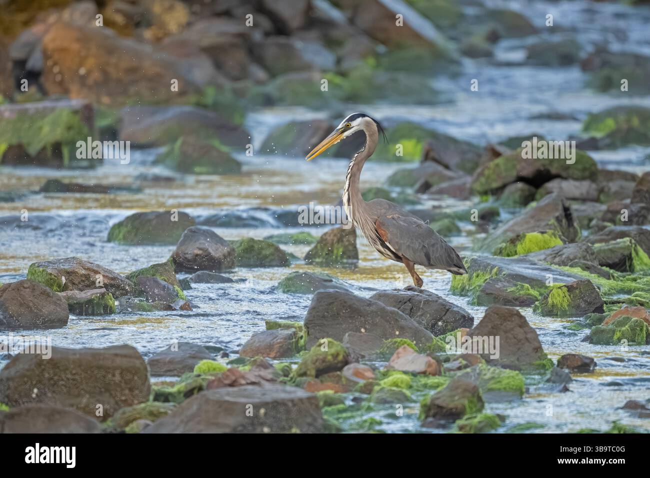 Grande Erone Blu (Ardea herodias) che pesca per Alewife (Alosa pseudoharengus). Somes Sound vicino all'Acadia National Park, Maine, Stati Uniti. Fine maggio. Foto Stock