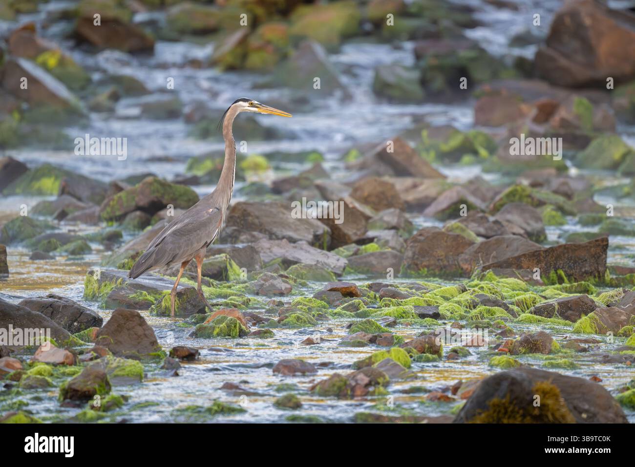 Grande Erone Blu (Ardea herodias) che pesca per Alewife (Alosa pseudoharengus). Somes Sound vicino all'Acadia National Park, Maine, Stati Uniti. Fine maggio. Foto Stock