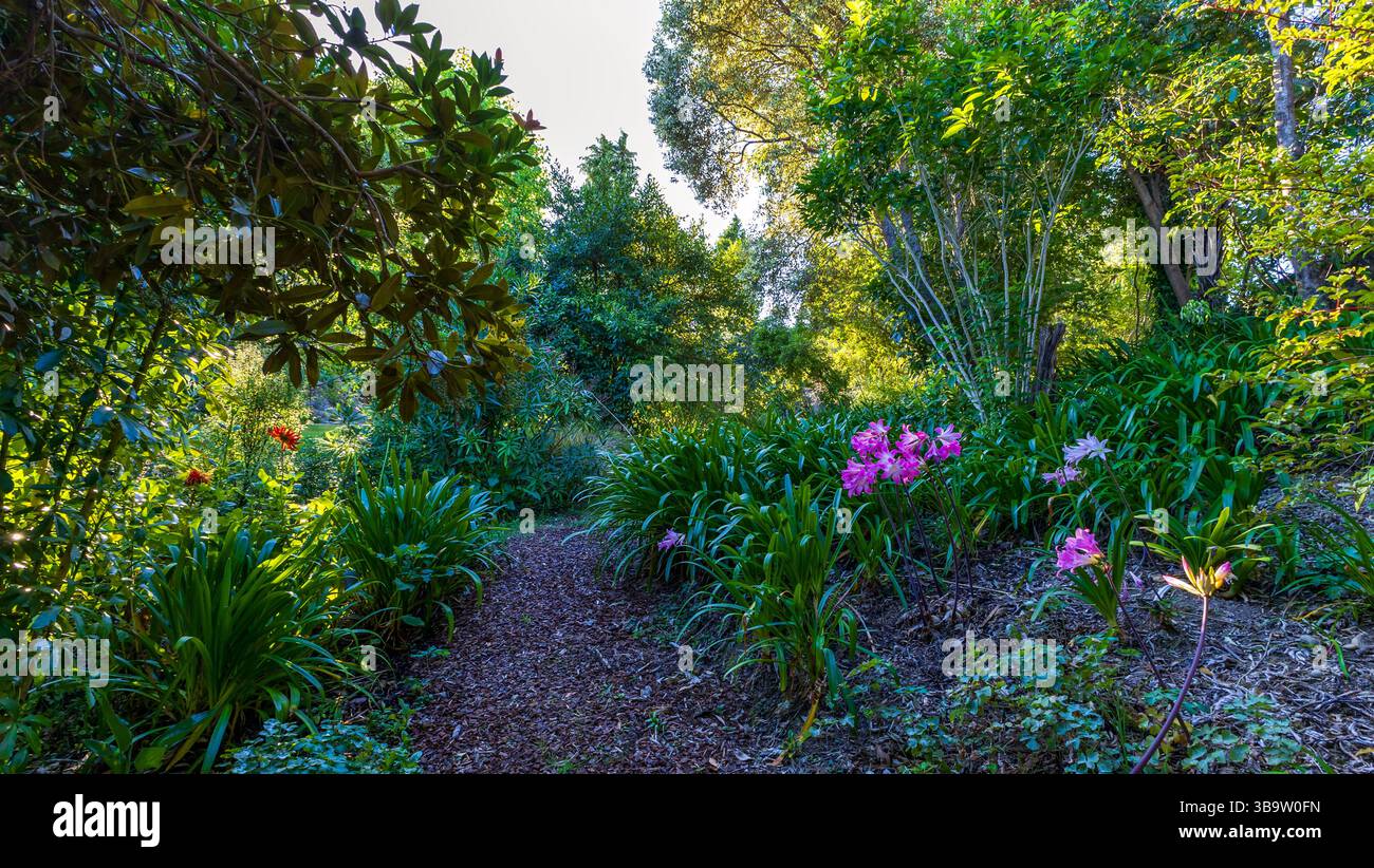 Fiore rosa pallido e bianco di Belladonna Lily, chiamato anche Jersey Lily, nel giardino dell'Isola del Sud, nuova Zelanda Foto Stock