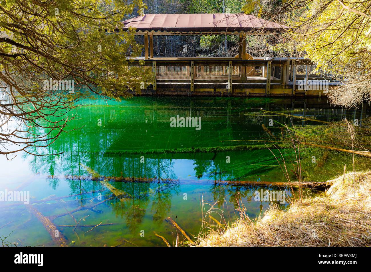 Foto di acque cristalline color smeraldo con zattera di osservazione al Kitch iti kipi nel Palms Book State Park Michigan, nella luminosa mattinata di sole. Foto Stock