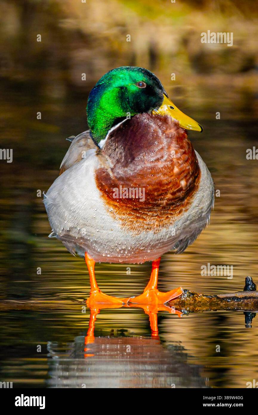 Foto ravvicinata di un'anatra corallina maschile con una testa verde vivace e colori brillanti scattati in una giornata di sole che mostra bellezza e dettagli naturali. Foto Stock