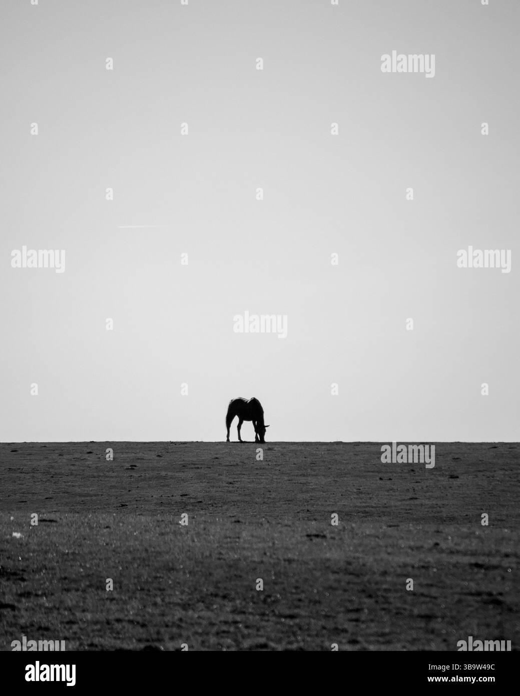 Silhouette Solitary Horse su Horizon in bianco e nero Foto Stock