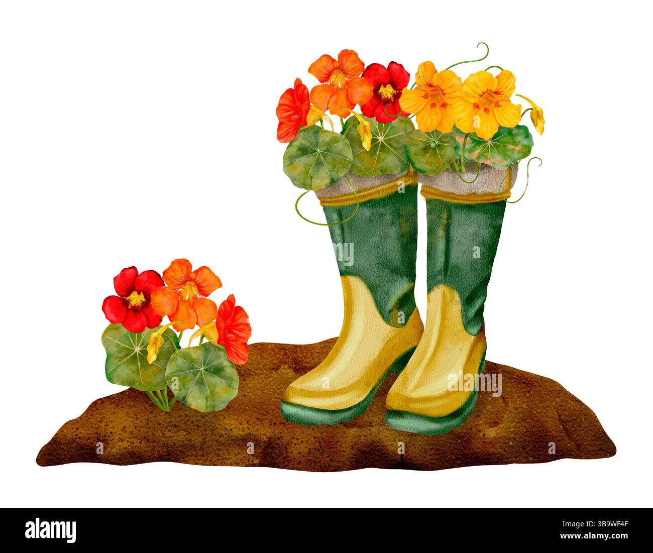 Gli stivali da giardinaggio dai colori vivaci sono traboccanti e pieni di fiori vivaci in un bellissimo giardino. Composizione ad acquerello disegnata a mano isolata su sfondo trasparente. Foto Stock