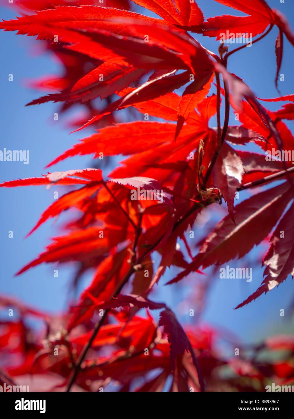 Un albero con foglie rosse in un giorno di primavera di sole Foto Stock