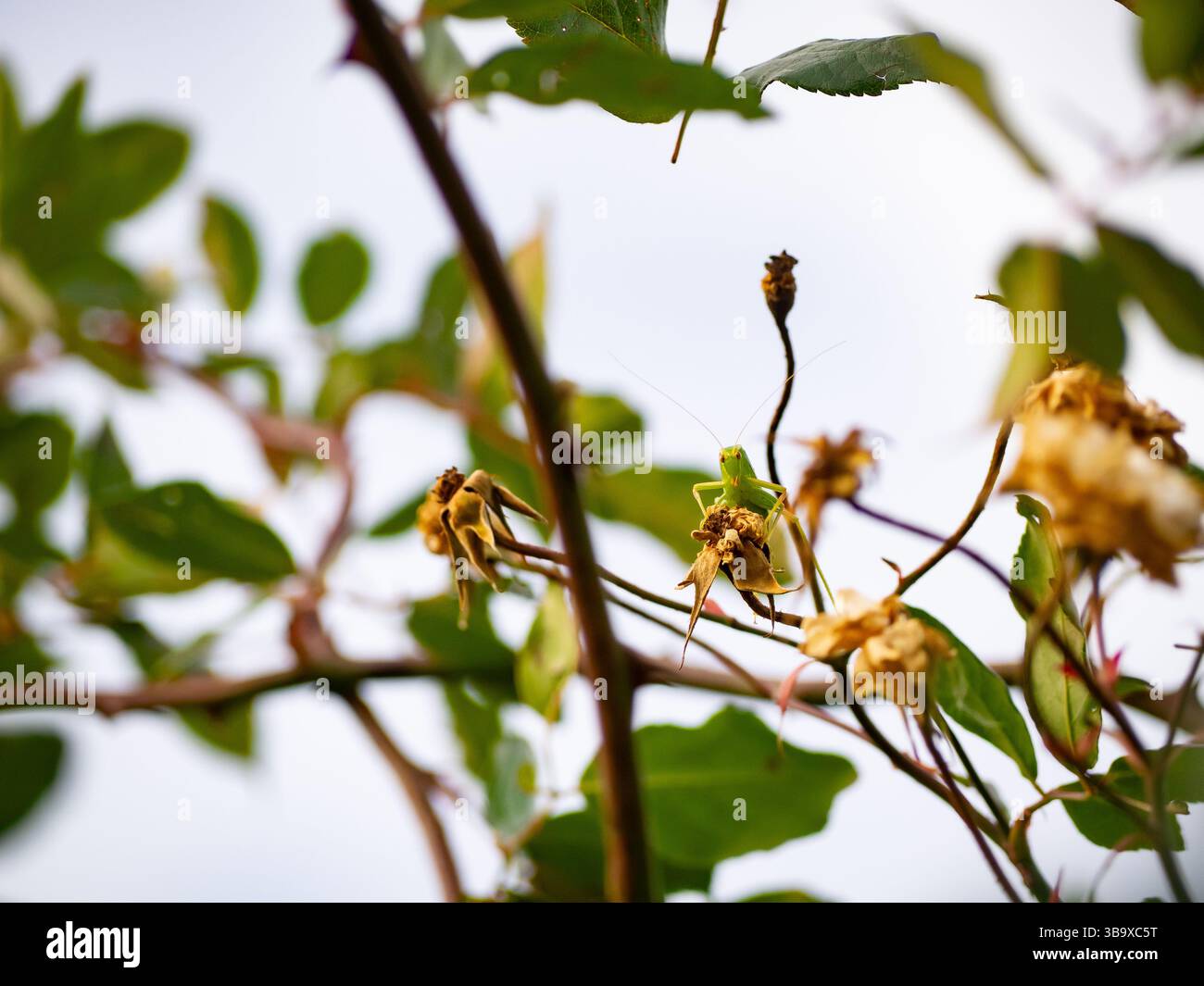 katydid nascosto in un cespuglio di rose, insetto mimetizzato come una foglia Foto Stock