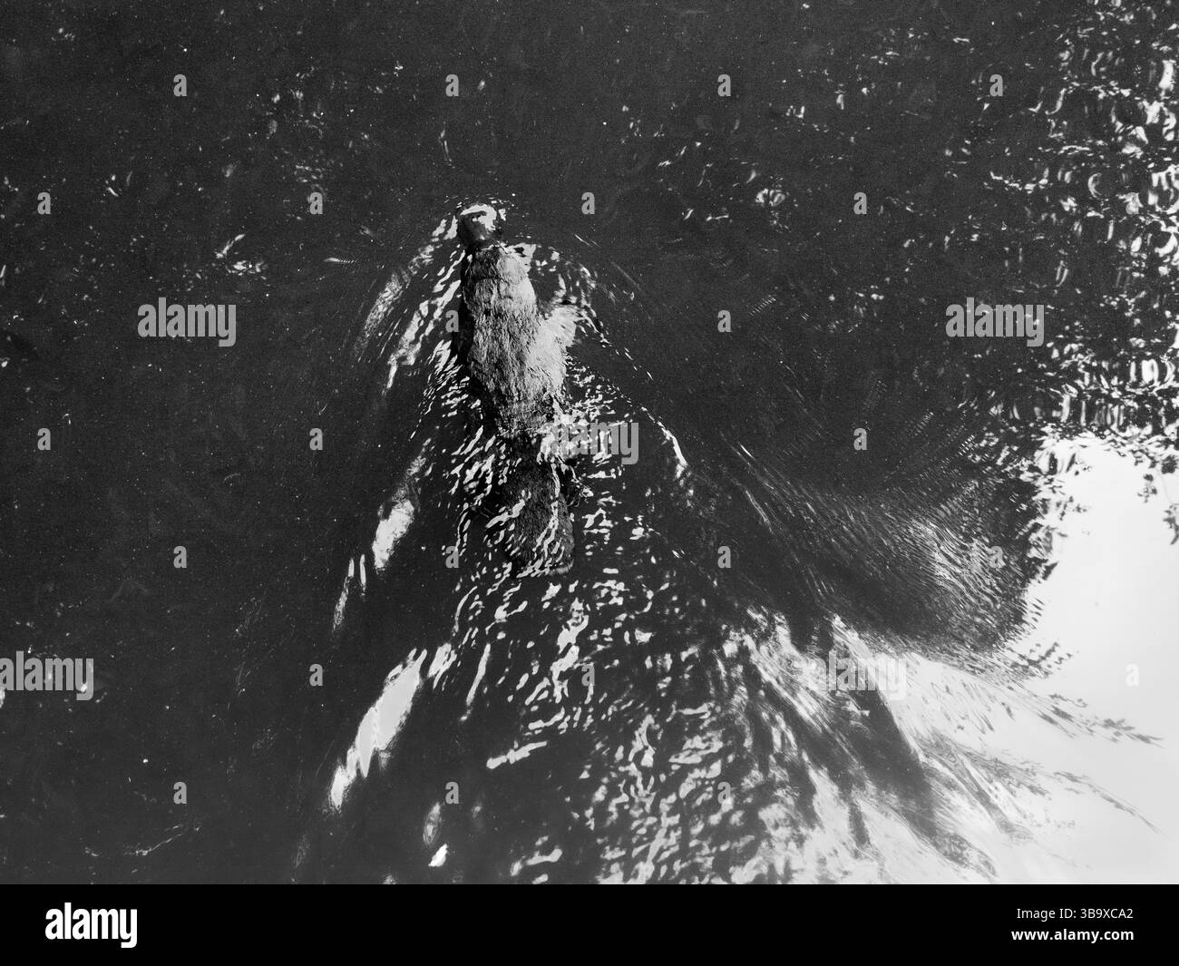 OLYMPUS FOTOCAMERA DIGITALE Foto Stock
