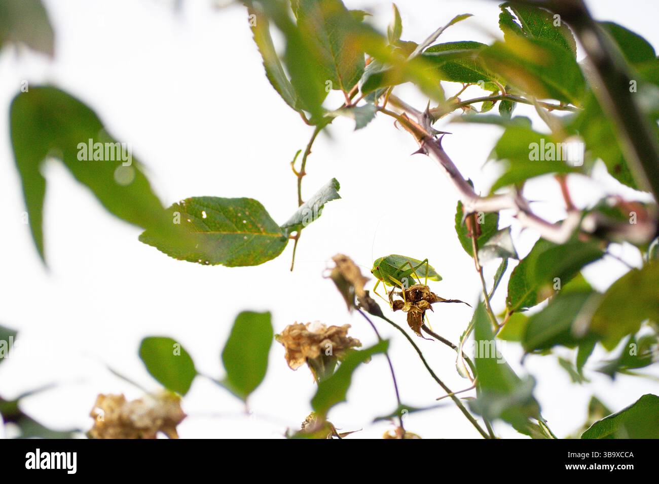 katydid nascosto in un cespuglio di rose, insetto mimetizzato come una foglia Foto Stock
